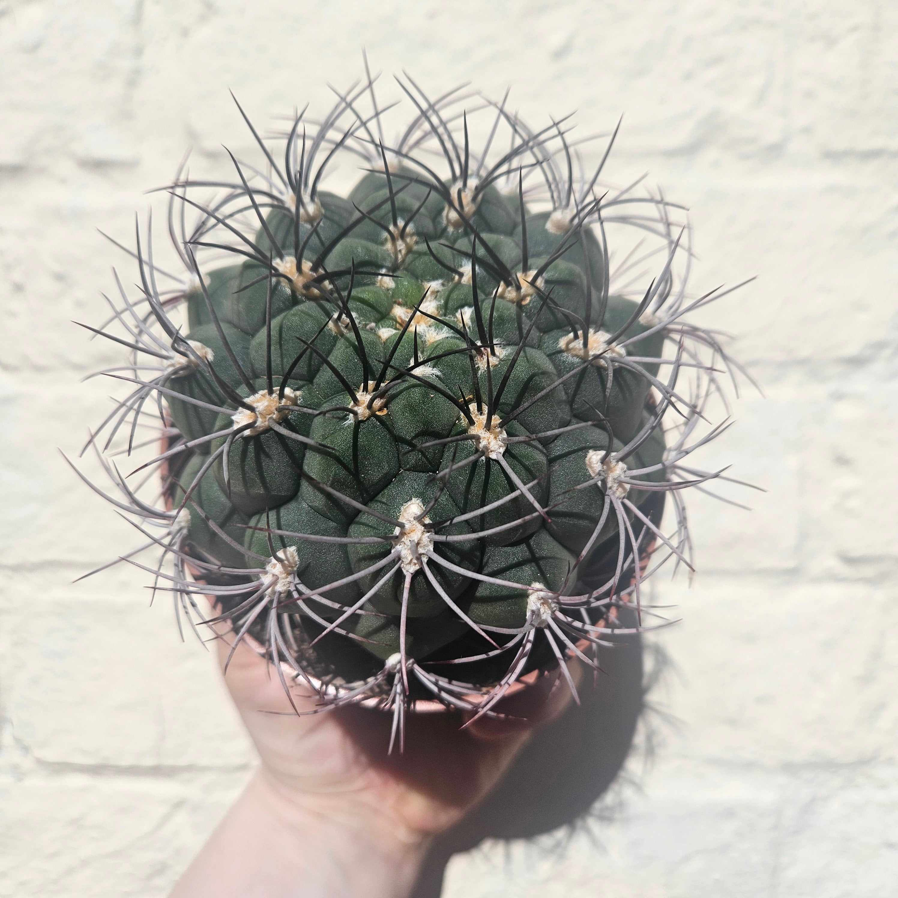 Gymnocalycium 'Saglionis' (Giant Chin Cactus)