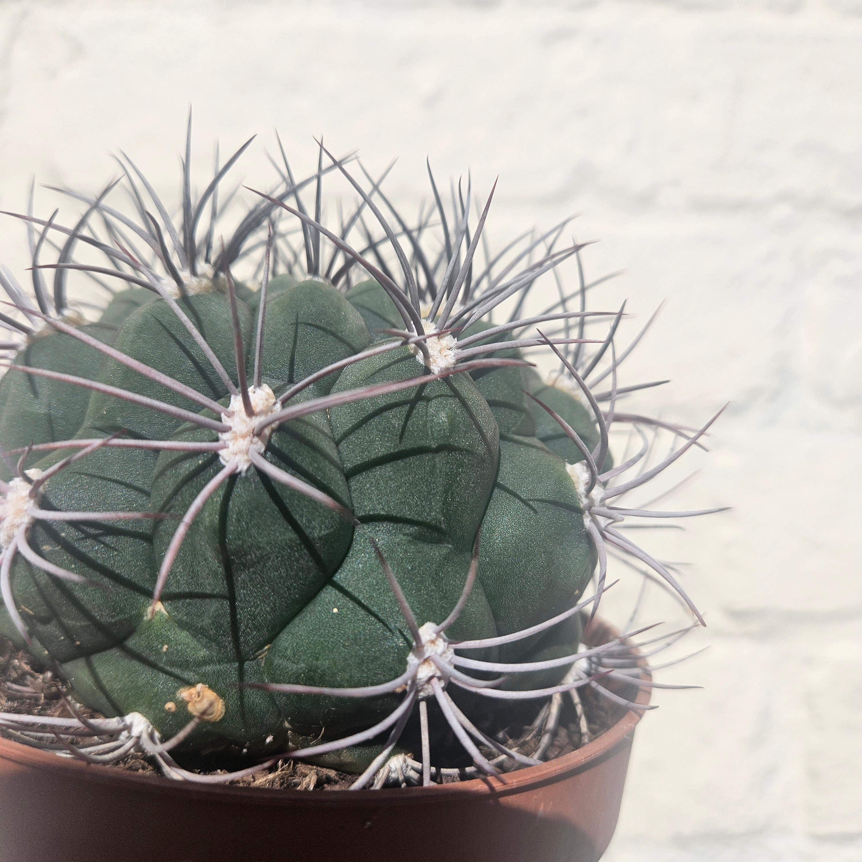Gymnocalycium 'Saglionis' (Giant Chin Cactus)