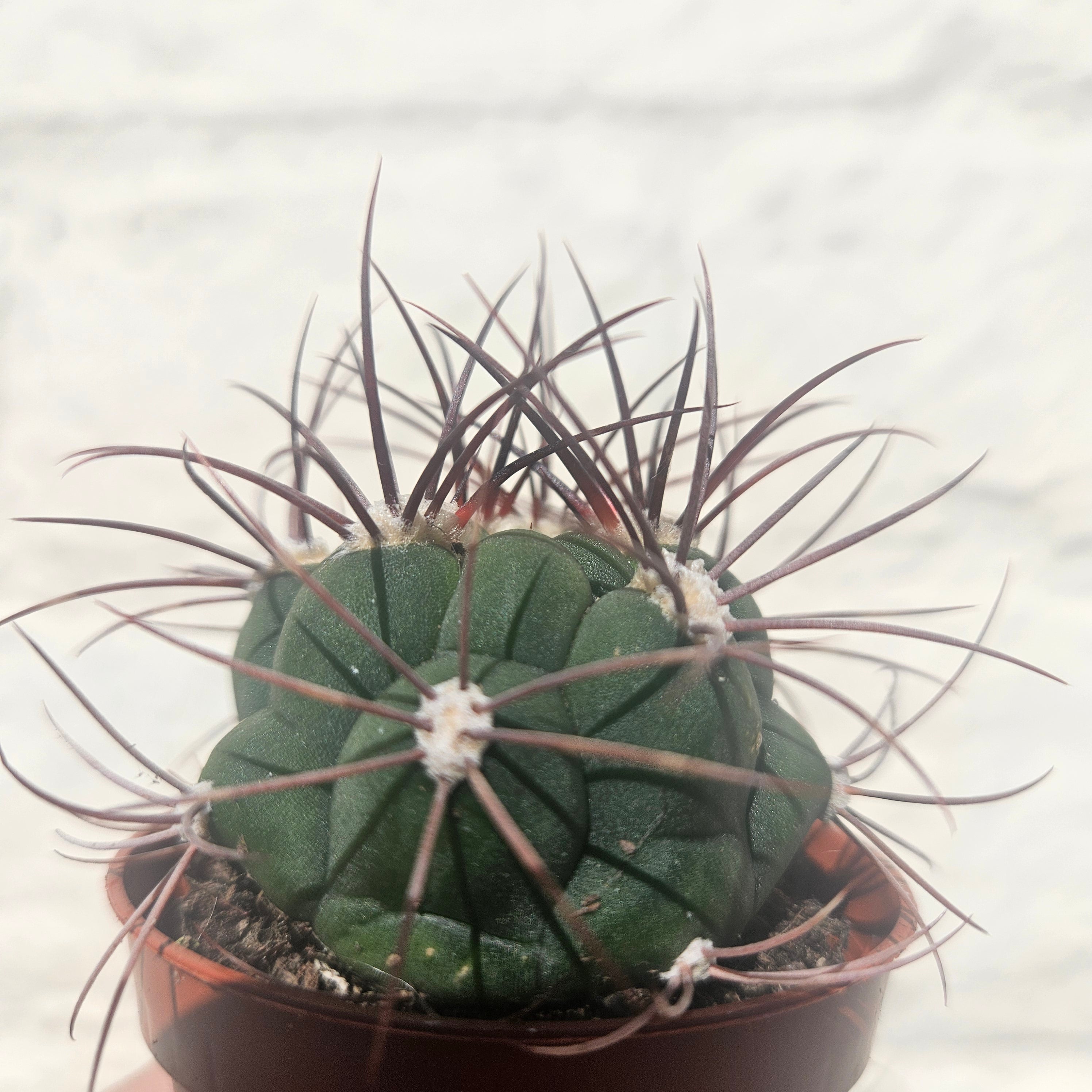 Gymnocalycium 'Saglionis' (Giant Chin Cactus)