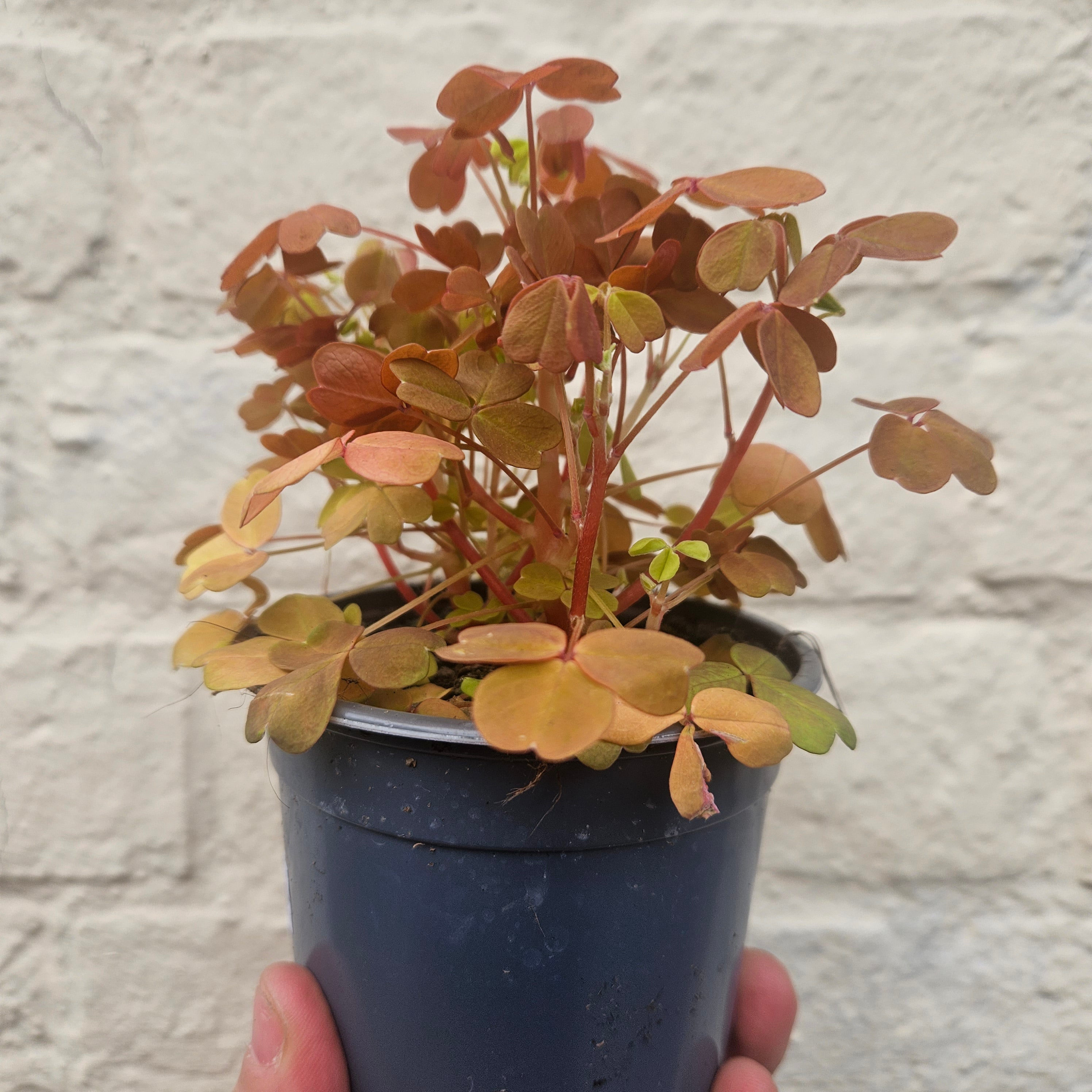 Oxalis spiralis vulcanicola 'Sunset Velvet'