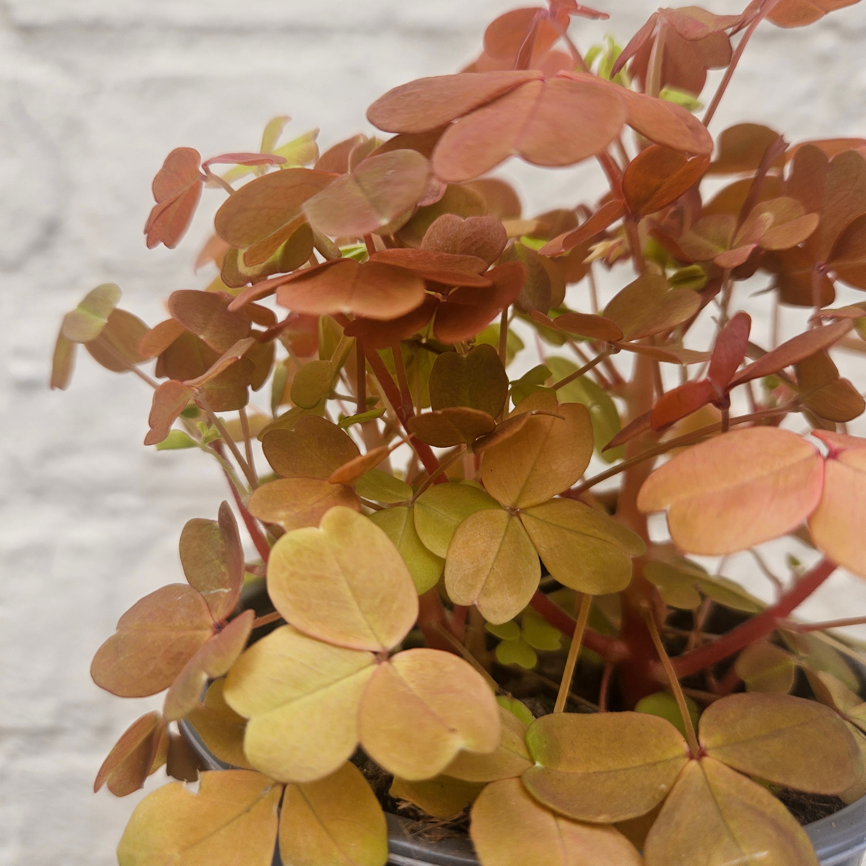 Oxalis spiralis vulcanicola 'Sunset Velvet'