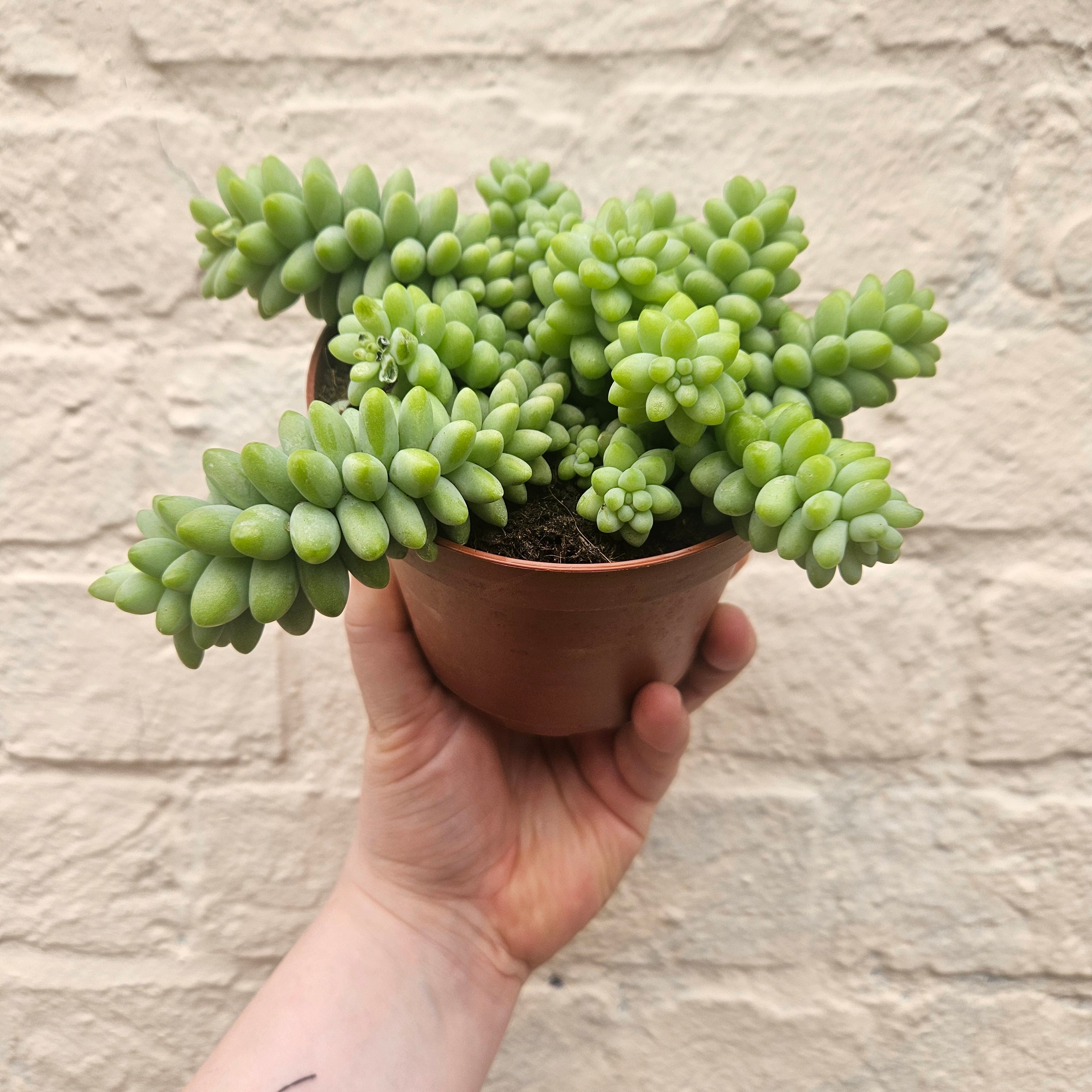 Sedum morganianum 'Burrito' (Donkey Tail)