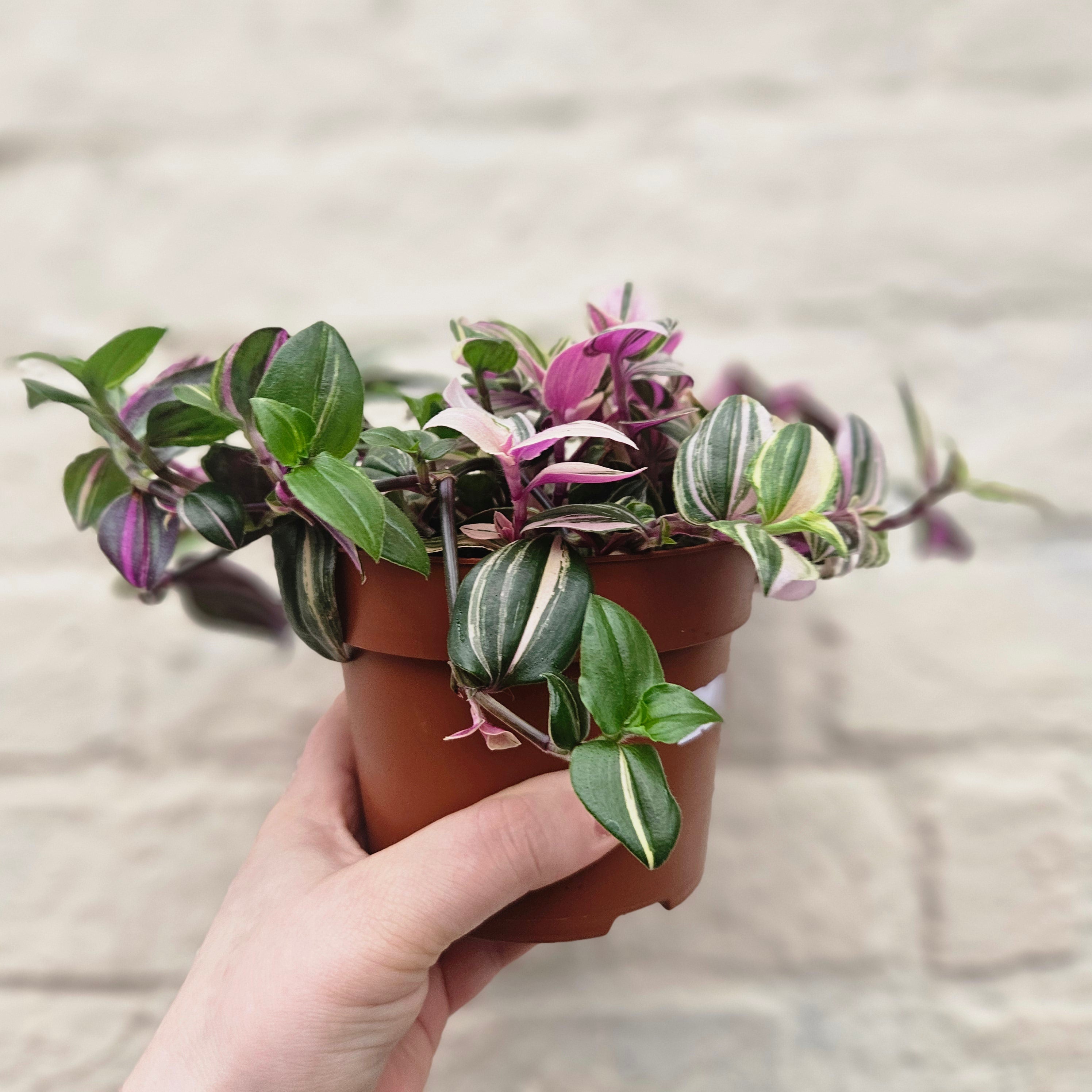 Tradescantia flumensis 'quadricolor' (Wandering dude/ Inch plant) in hanging pot
