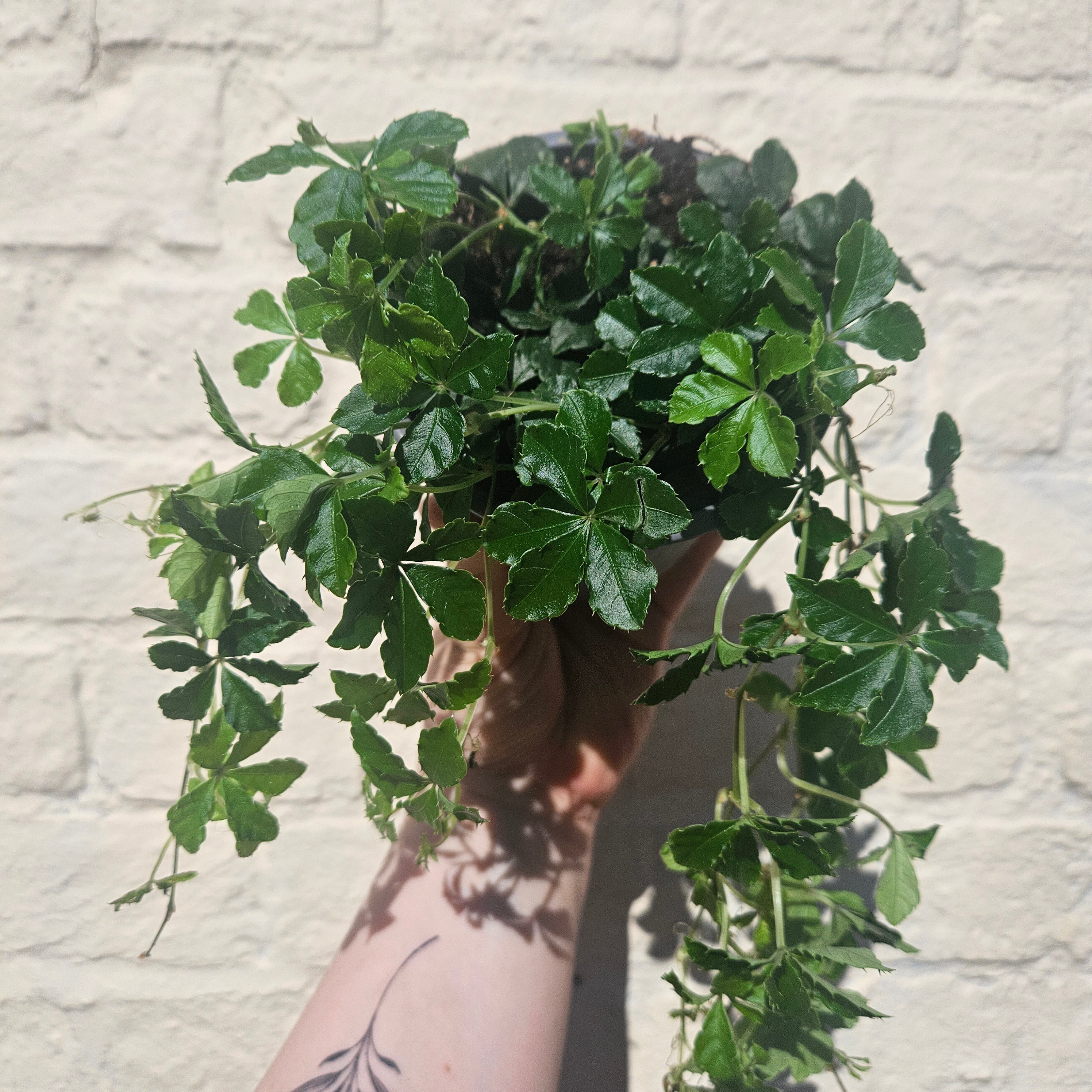 Cissus striata (Miniature grape ivy)