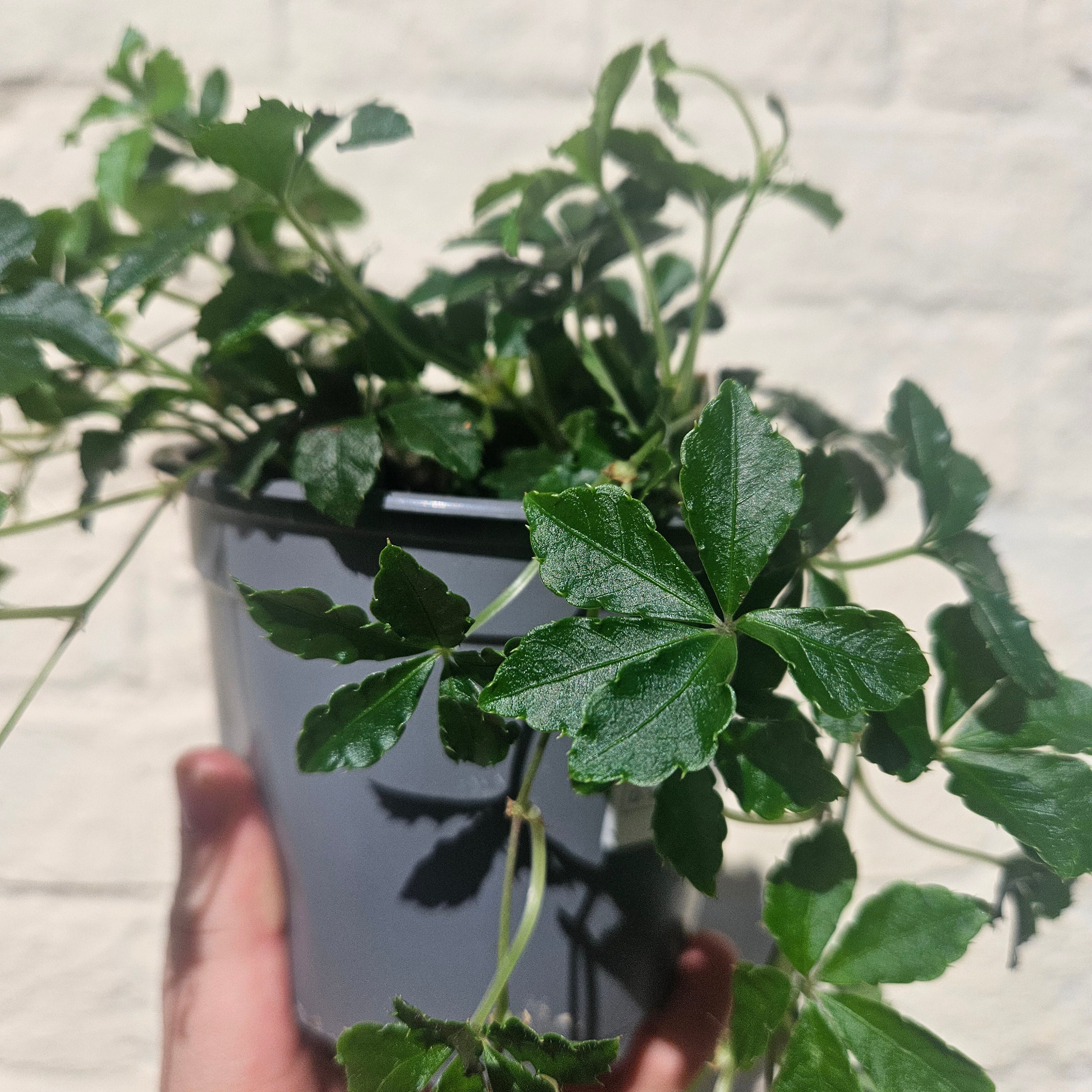 Cissus striata (Miniature grape ivy)
