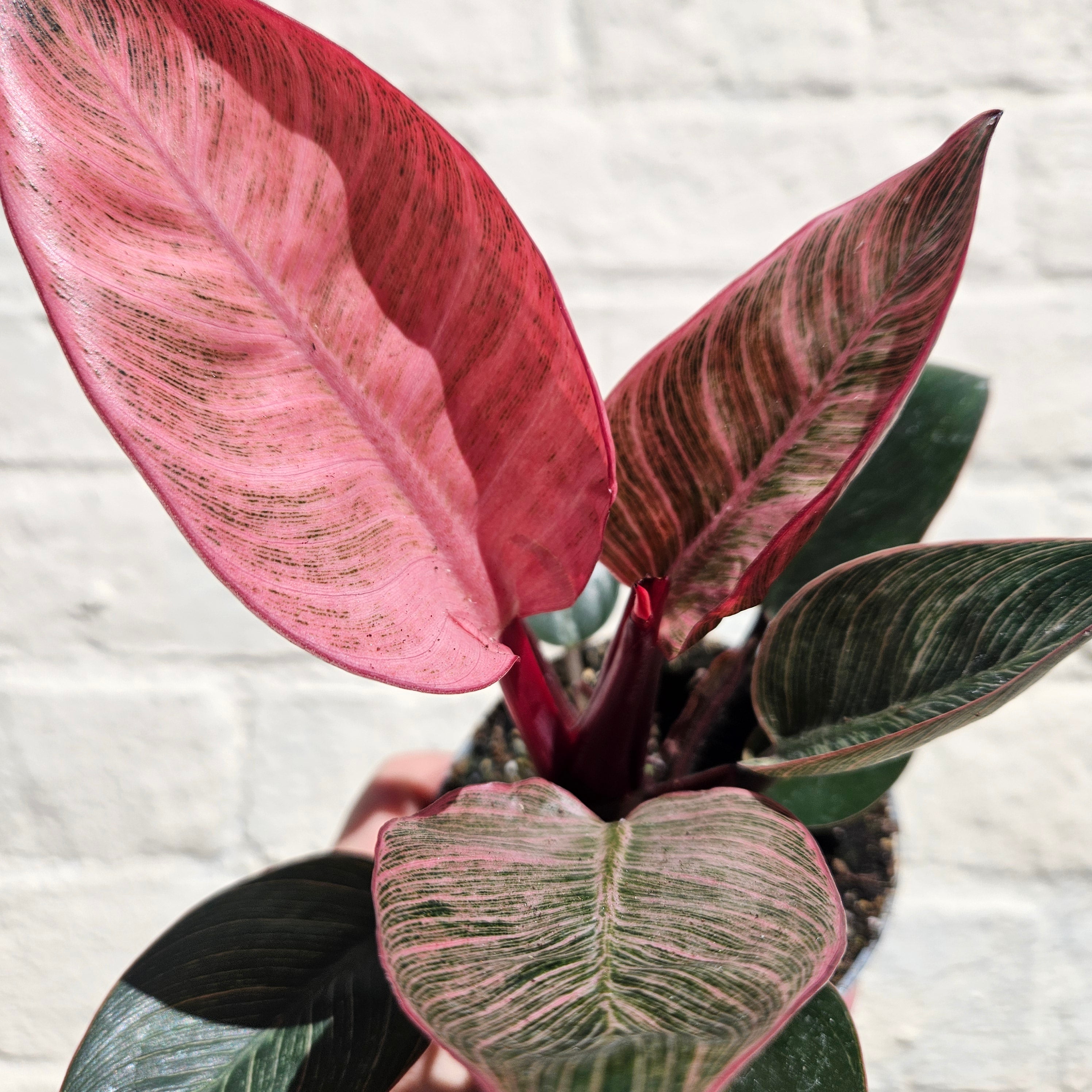 Philodendron erubescens 'Pink Bikini'