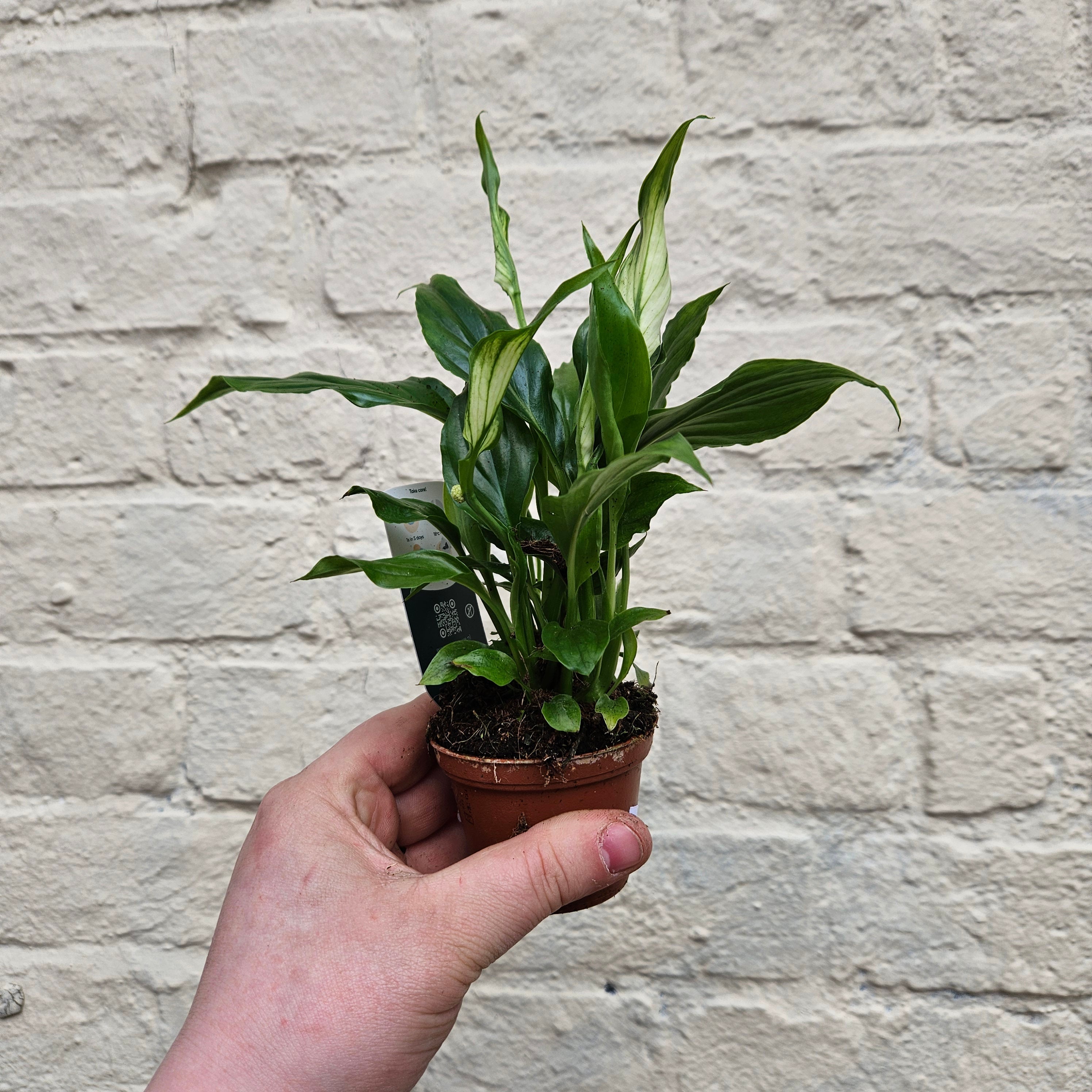 Spathiphyllum 'Bellini' (Peace lily)
