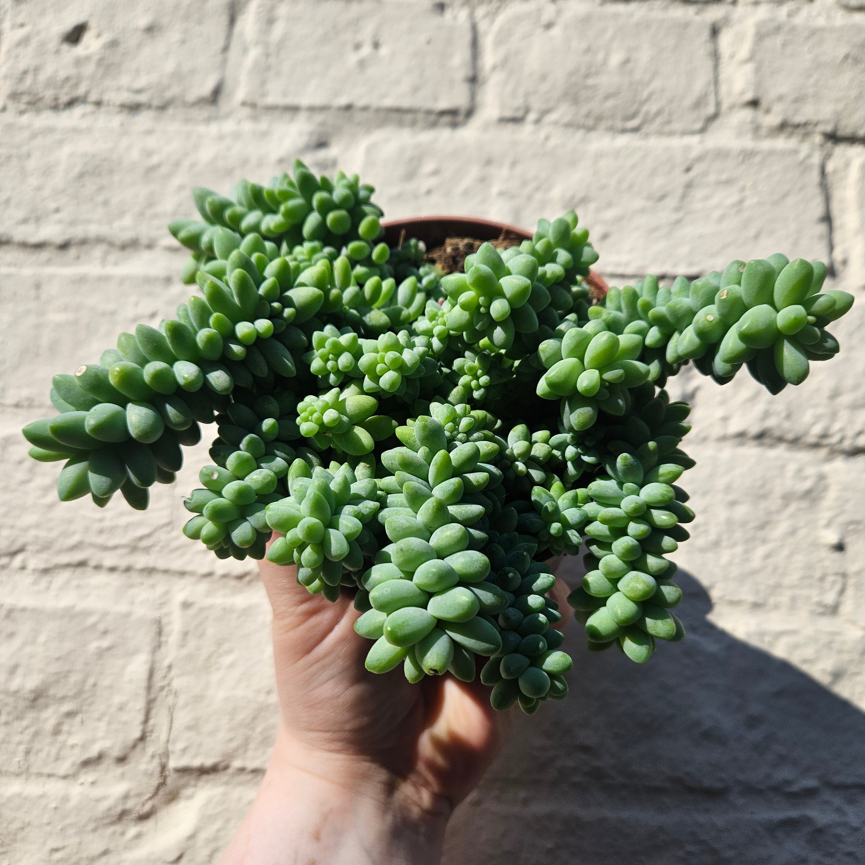 Sedum morganianum 'Burrito' (Donkey Tail)