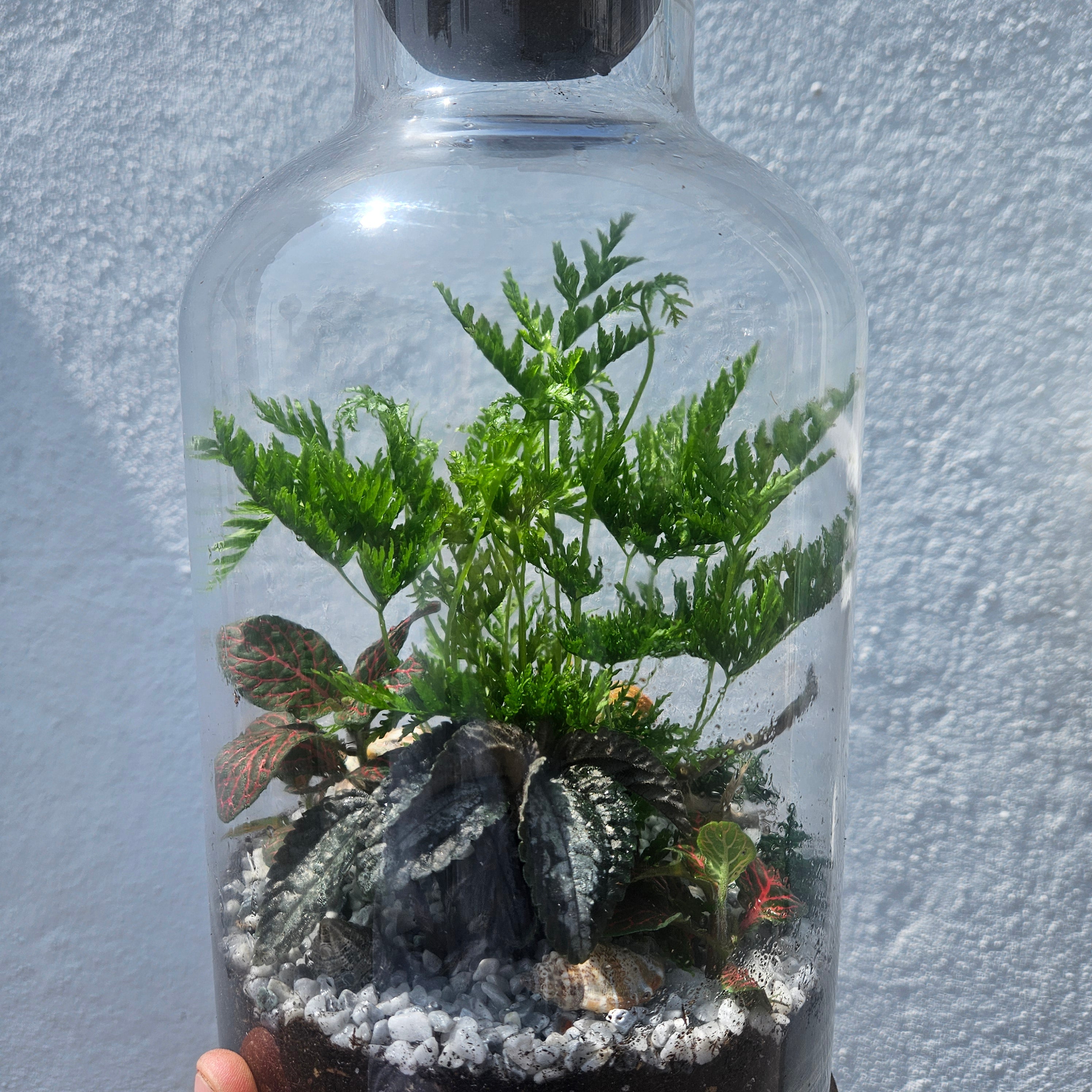 Wooden Ball Closed Terrarium