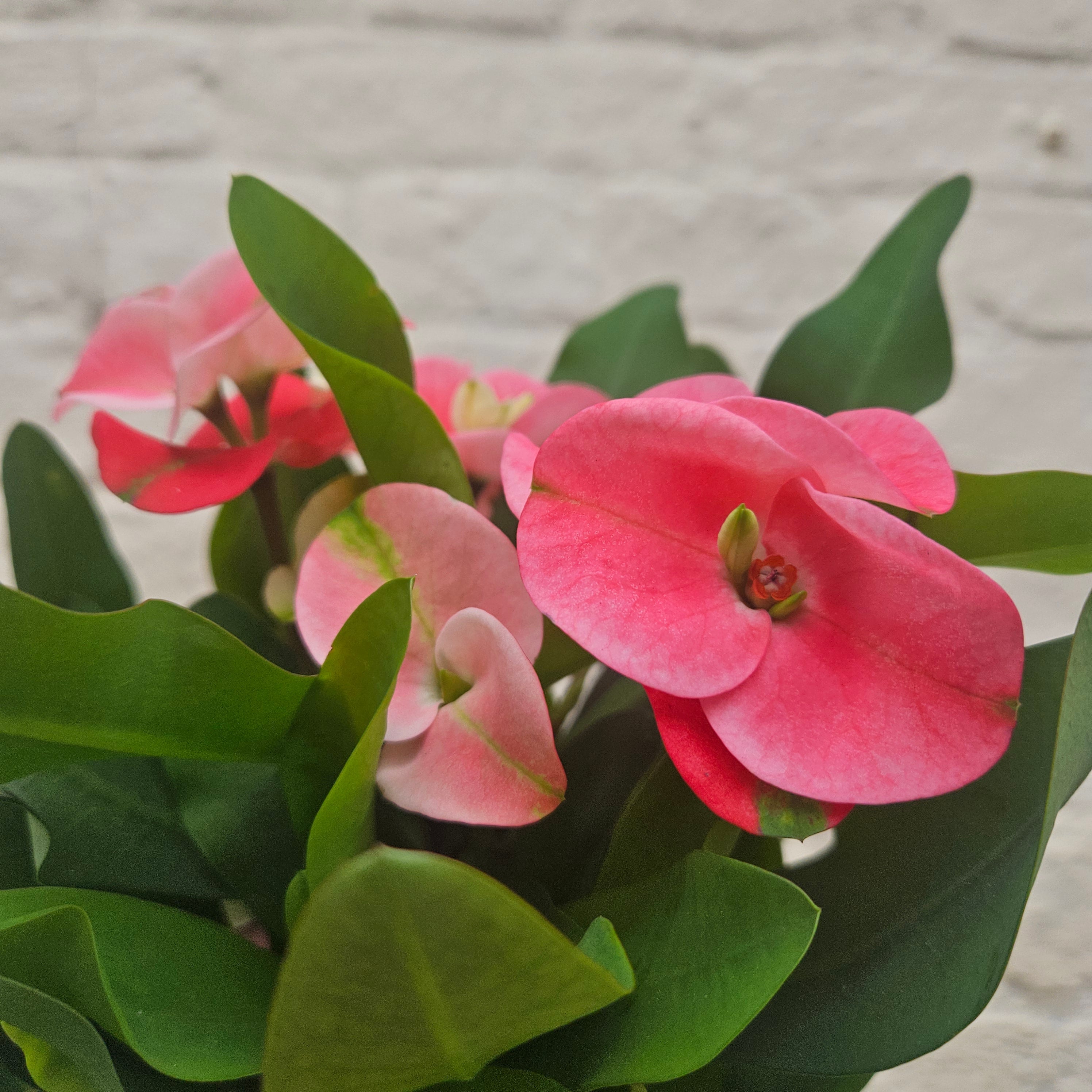 Euphorbia milii (Crown of Thorns)