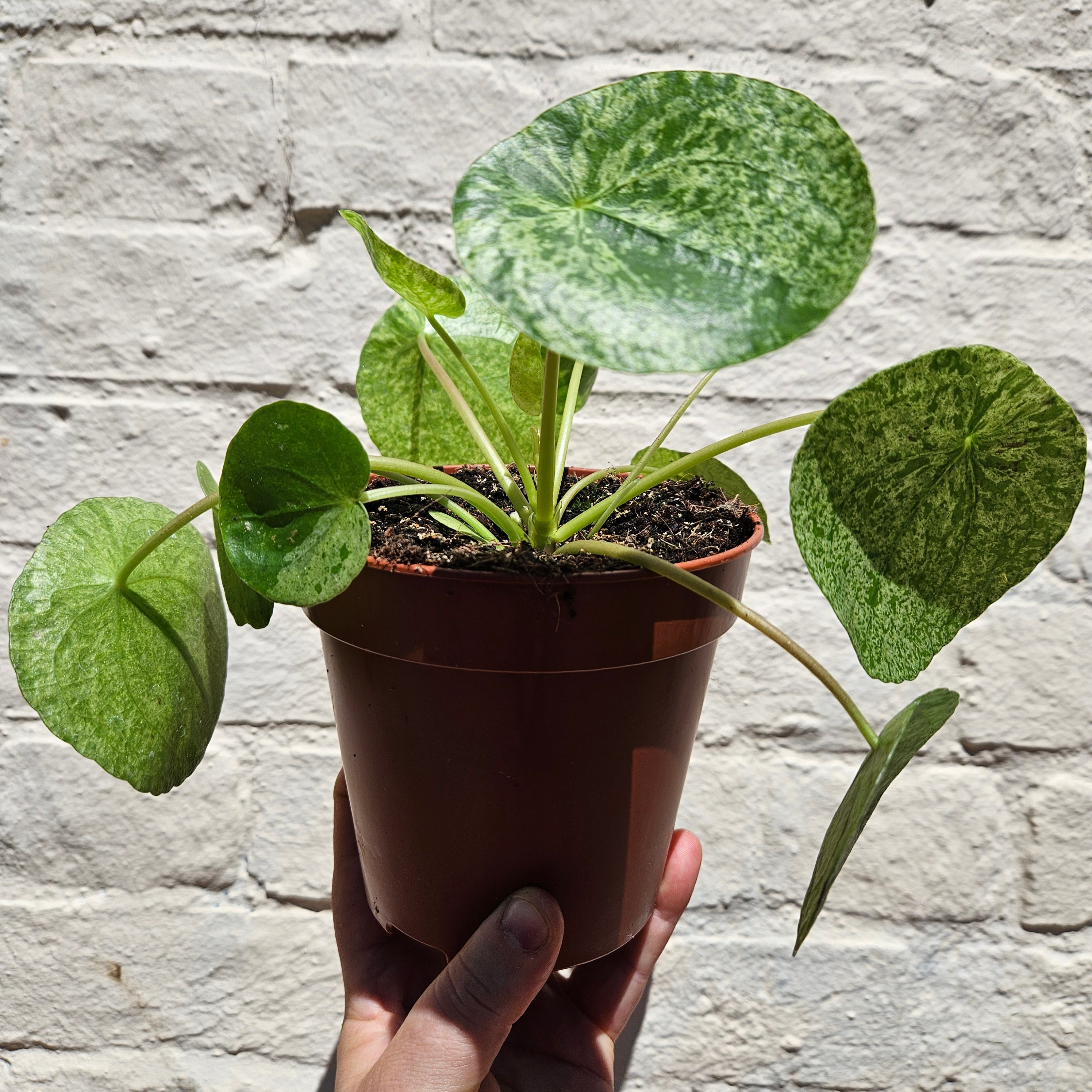 Pilea peperomoides 'Mojito' (Variegated Chinese Money Plant)