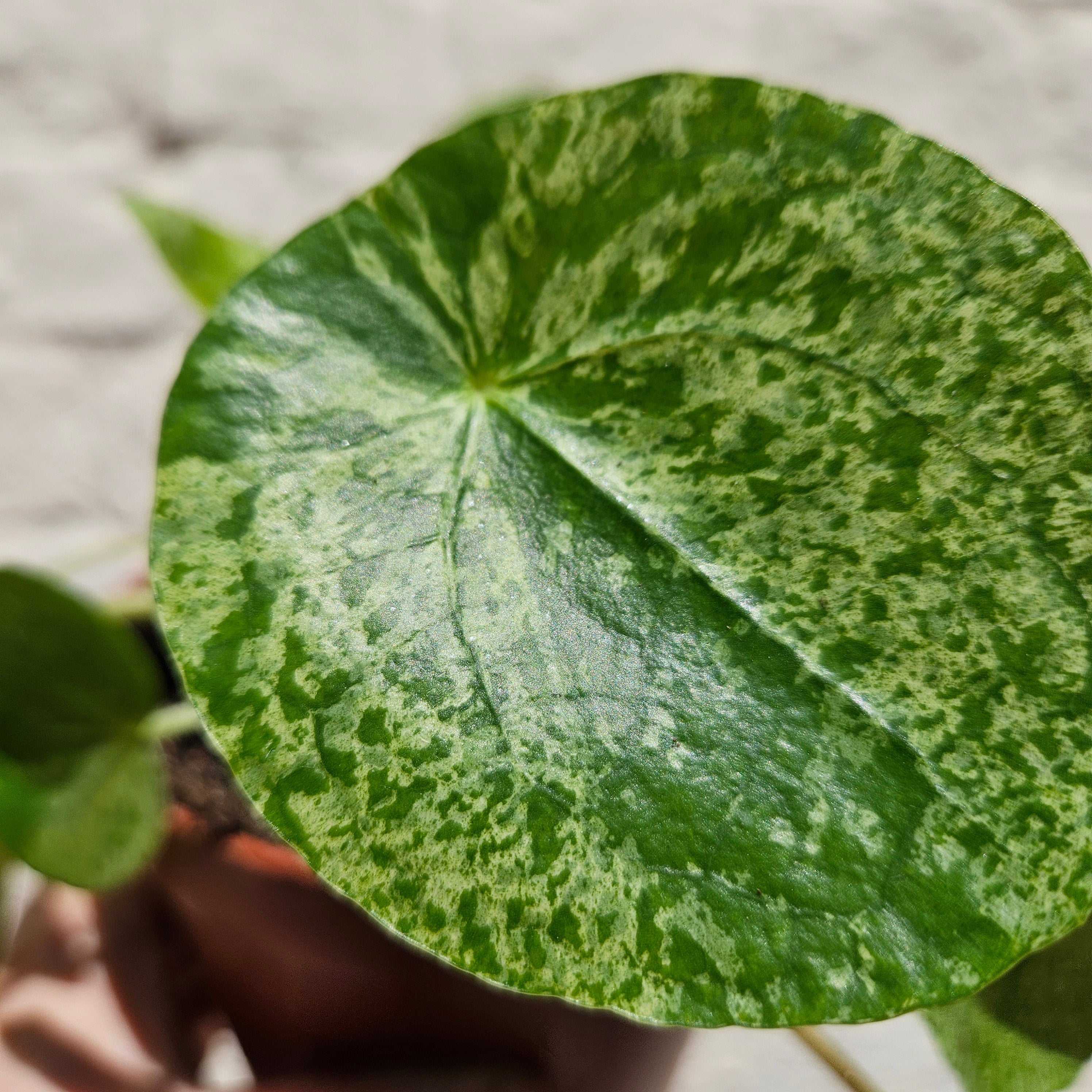 Pilea peperomoides 'Mojito' (Variegated Chinese Money Plant)