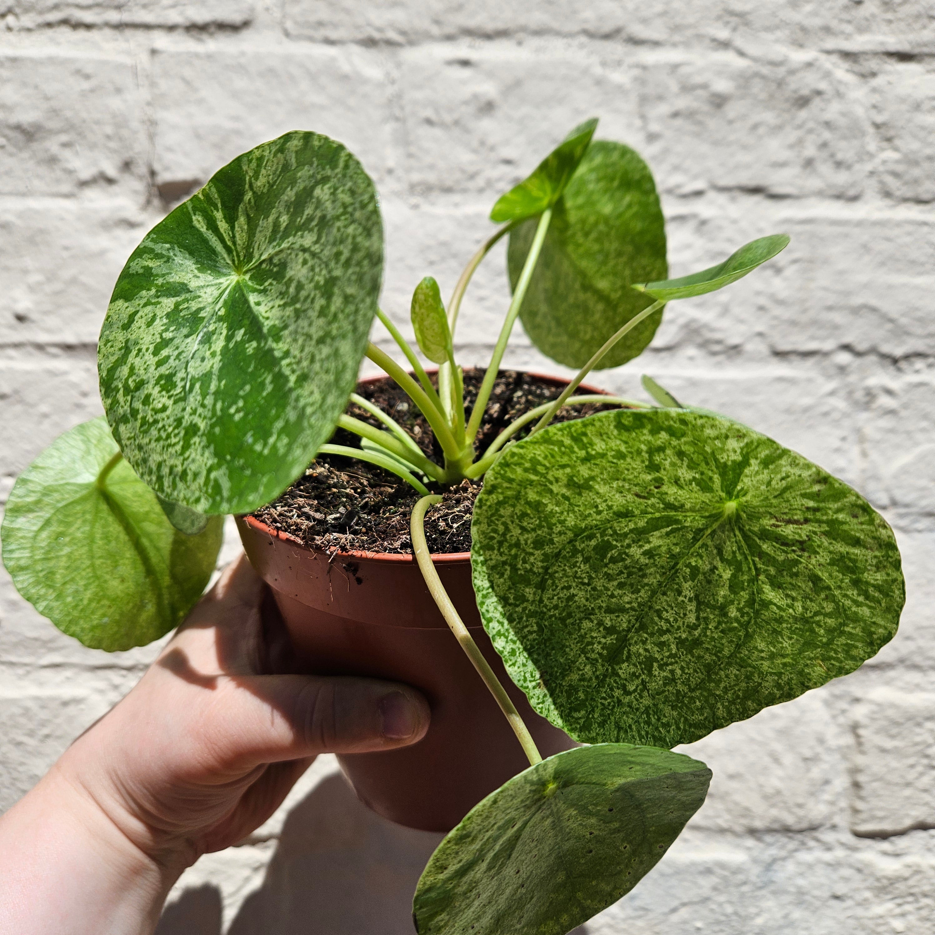 Pilea peperomoides 'Mojito' (Variegated Chinese Money Plant)