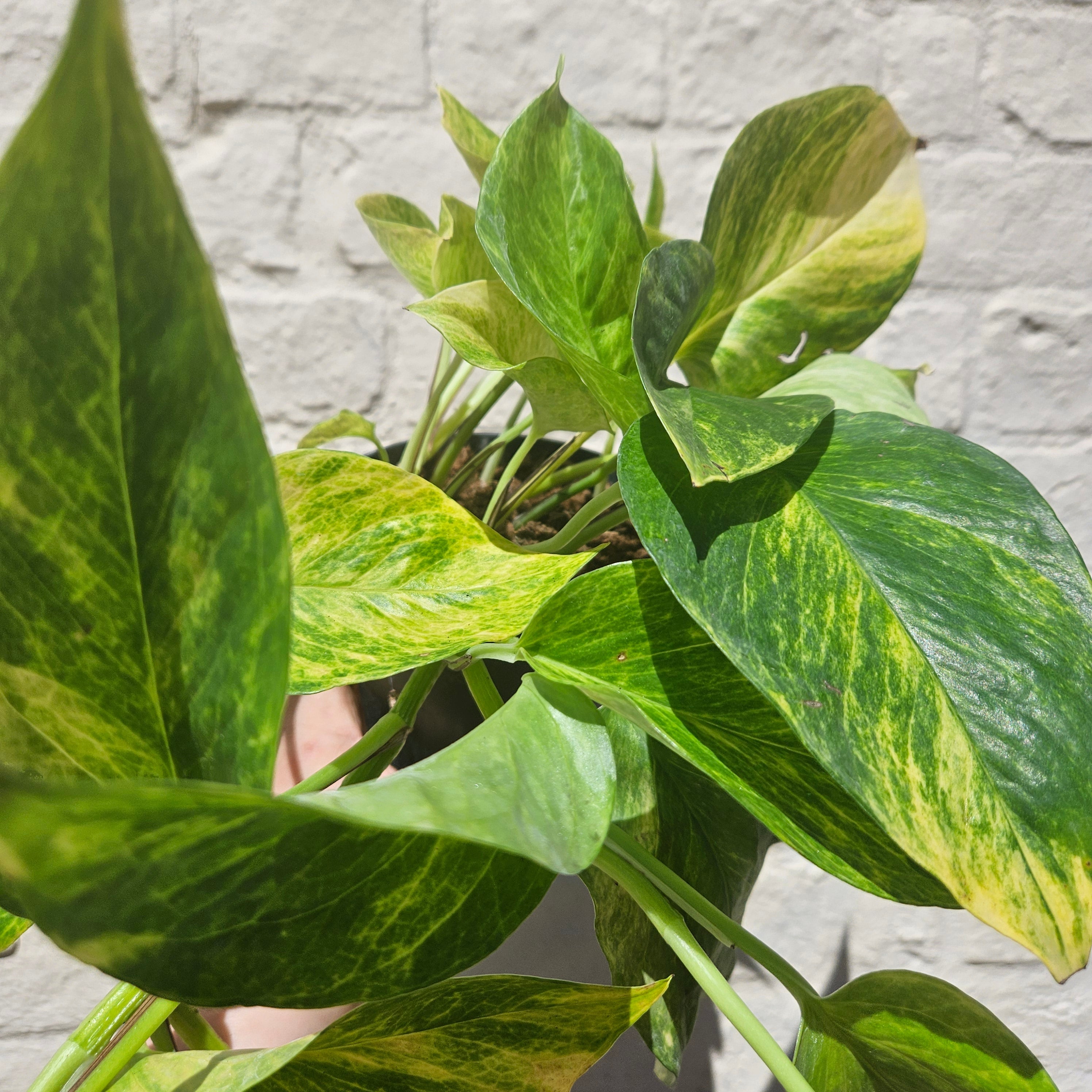 Epipremnum aureum 'Hi-Colour' (Pothos)