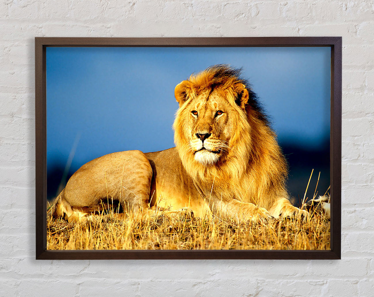 African Lion King Framed Wall Art