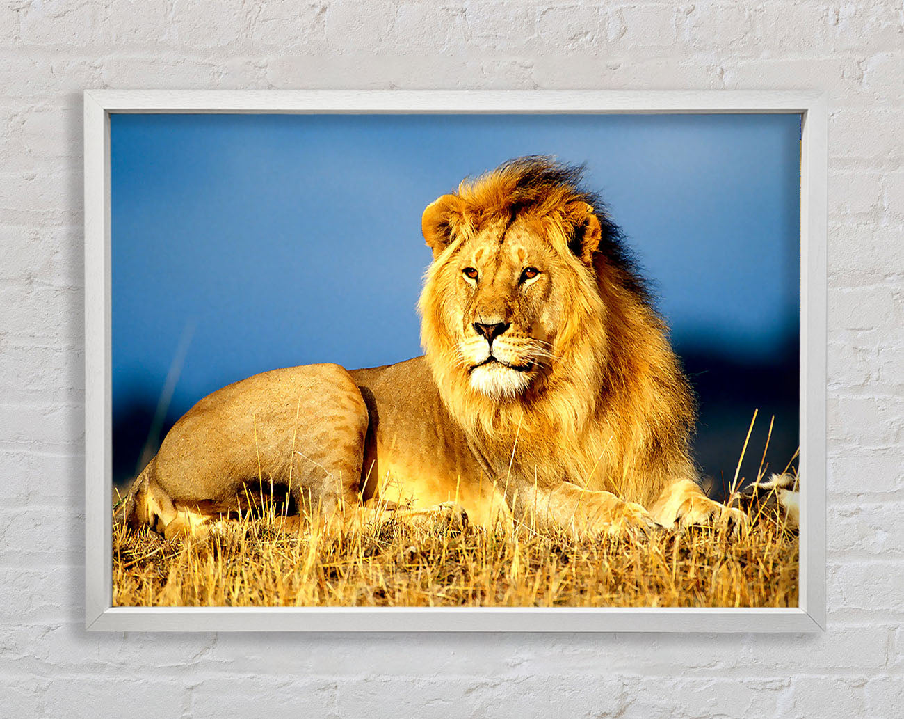 African Lion King Framed Wall Art