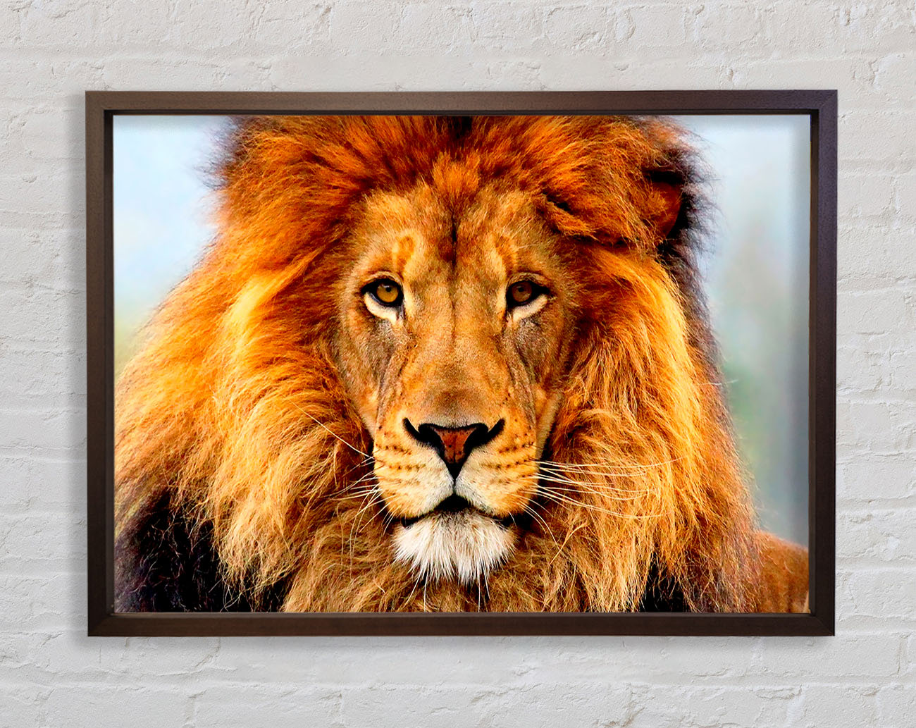 African Lion Framed Wall Art