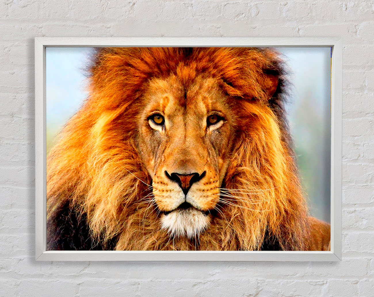 African Lion Framed Wall Art