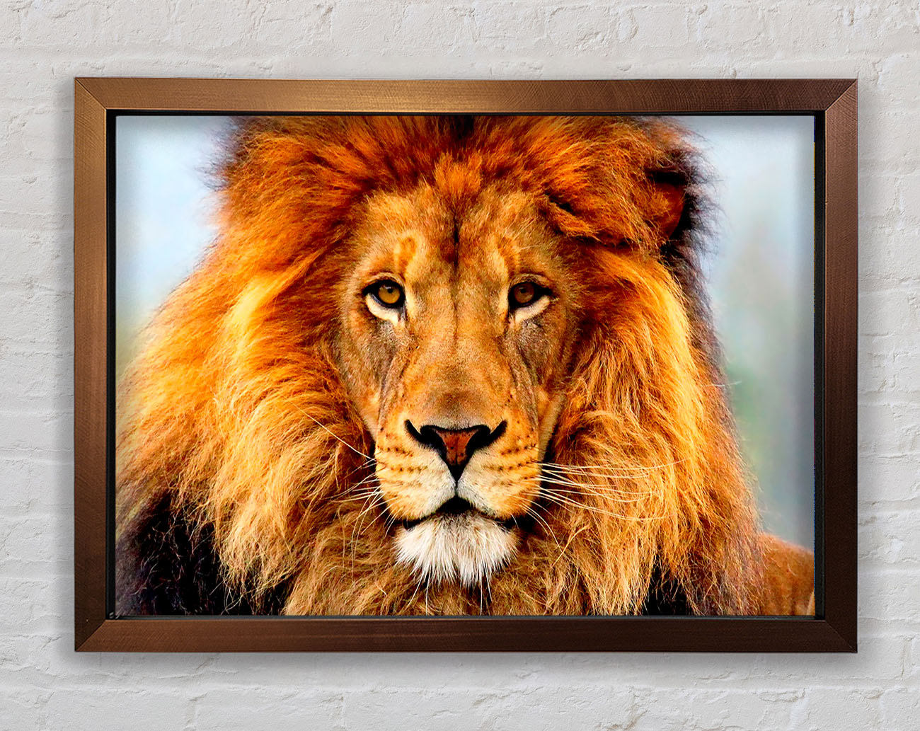 African Lion Framed Wall Art