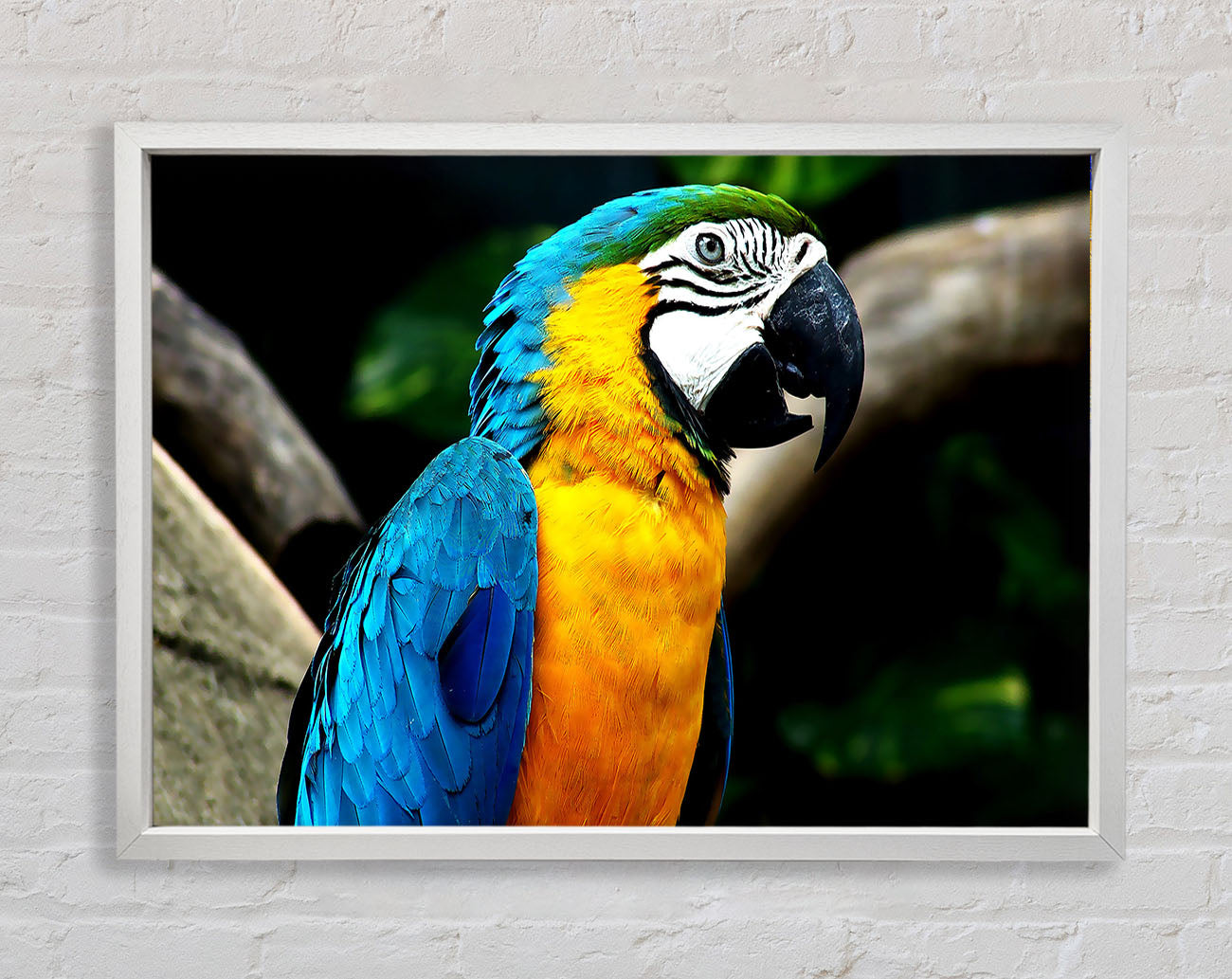 Amazing Parrot Framed Wall Art