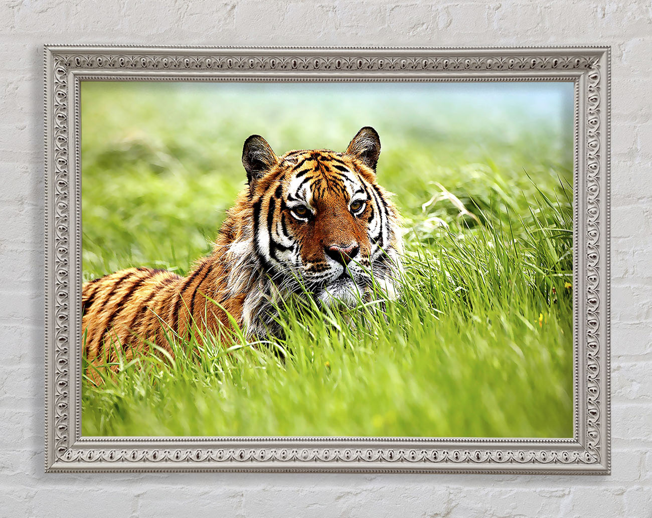 Amazing Siberian Tiger Framed Wall Art