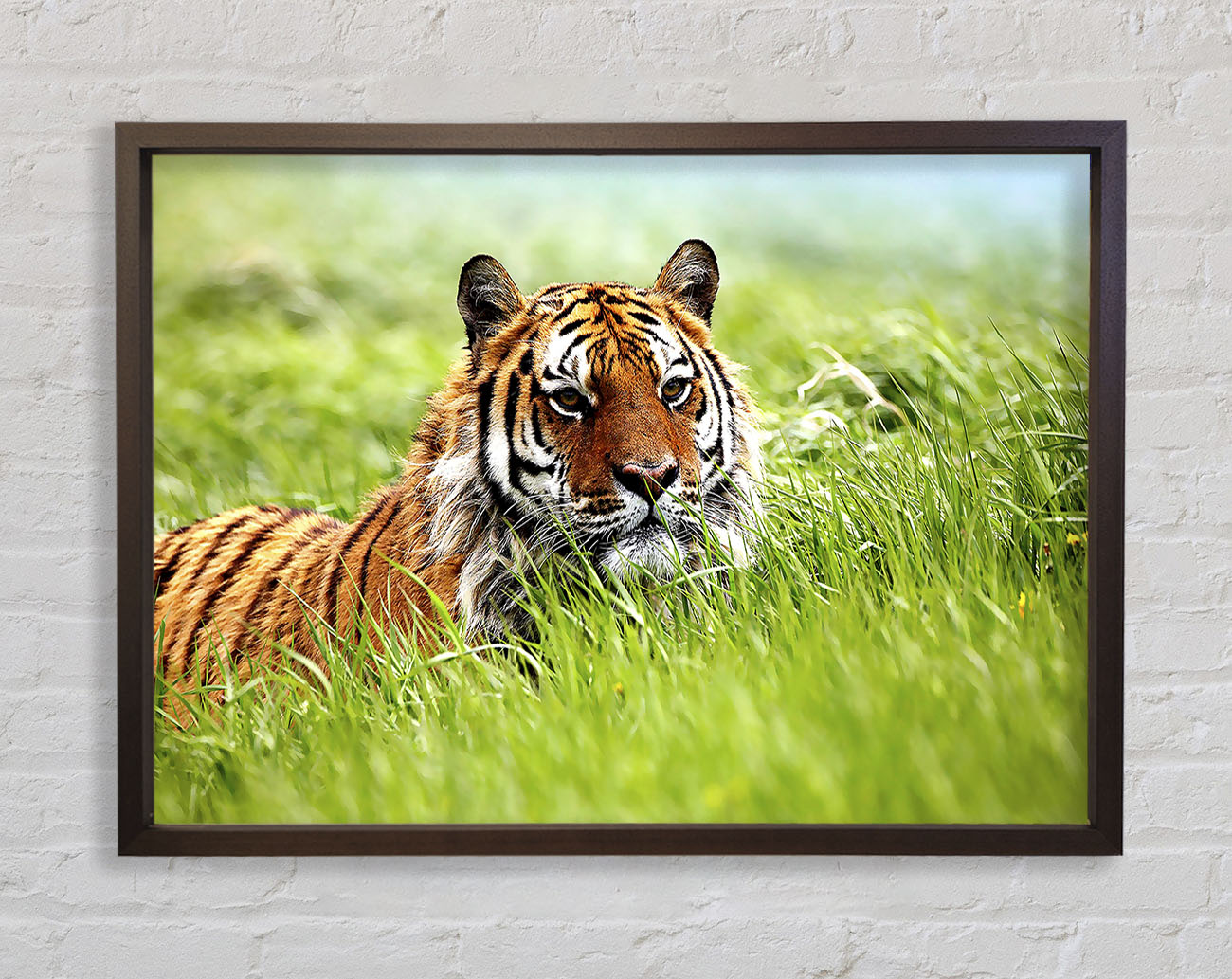 Amazing Siberian Tiger Framed Wall Art