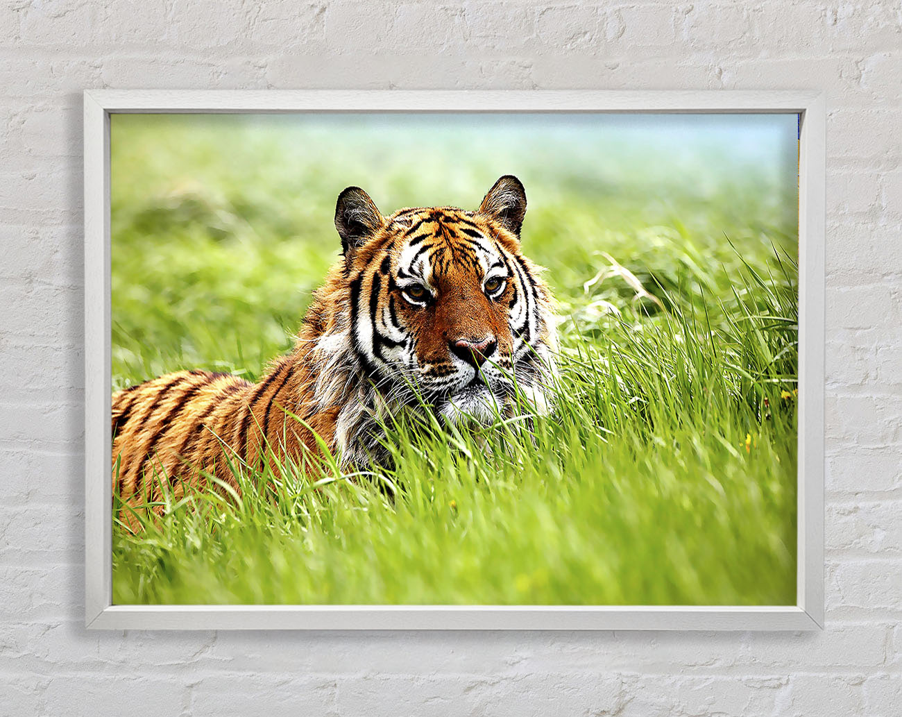 Amazing Siberian Tiger Framed Wall Art