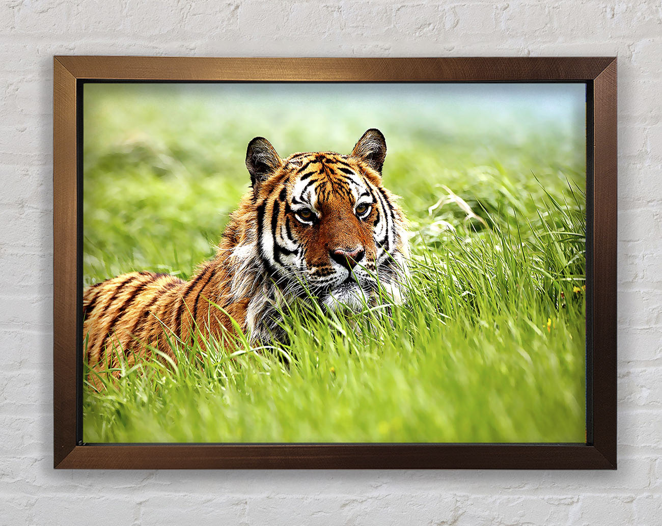 Amazing Siberian Tiger Framed Wall Art