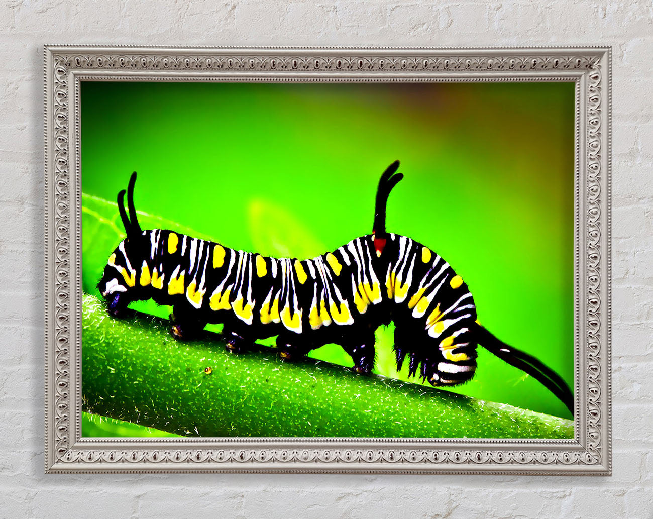 Caterpillar Macro Framed Wall Art