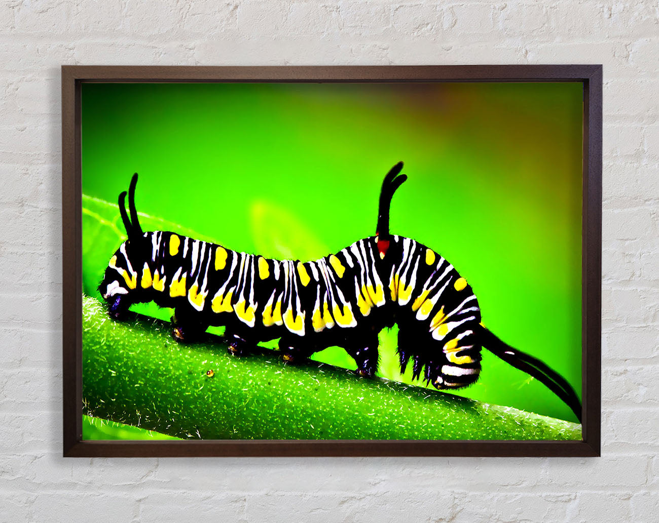 Caterpillar Macro Framed Wall Art