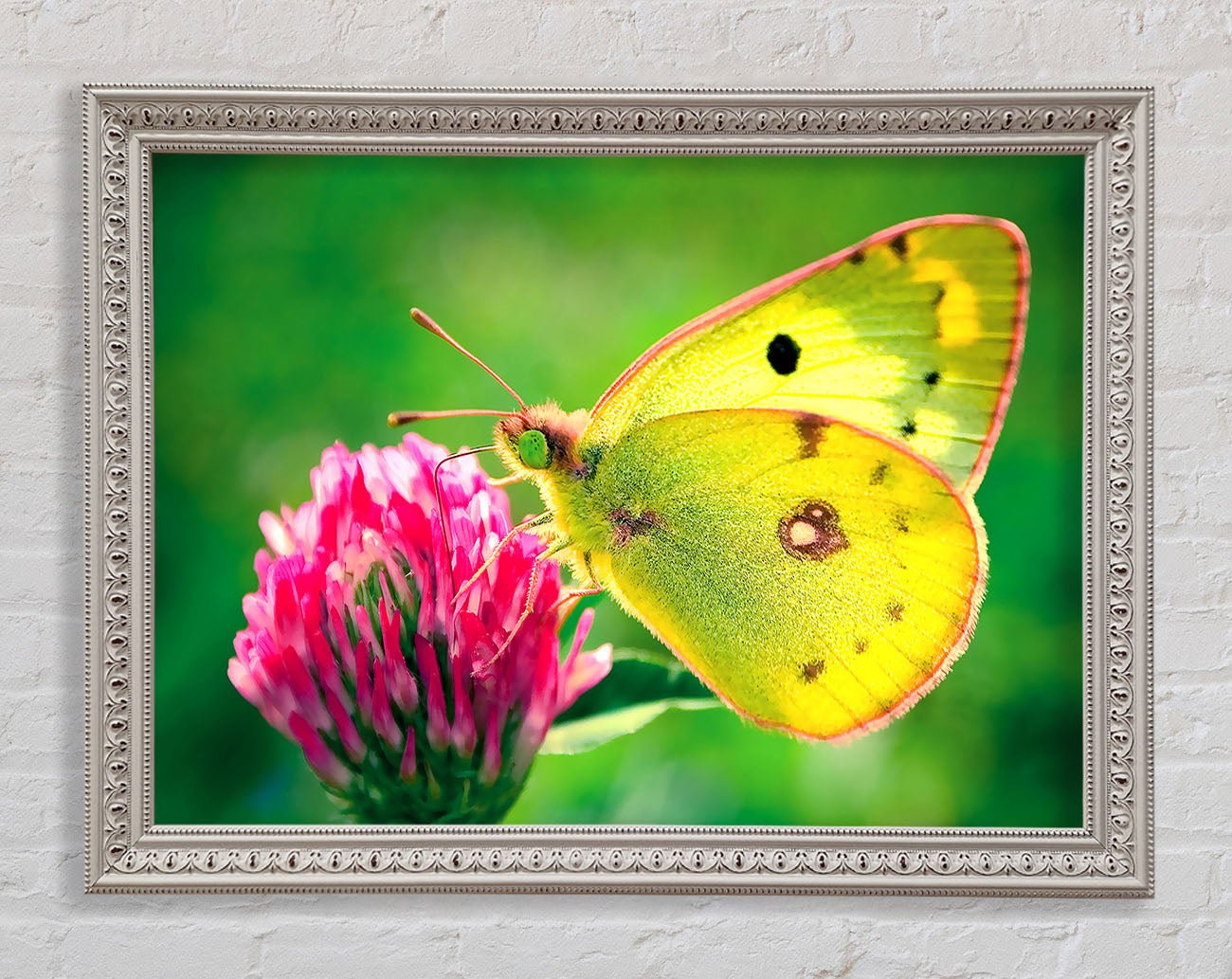 Colias Hyale Butterfly Framed Wall Art