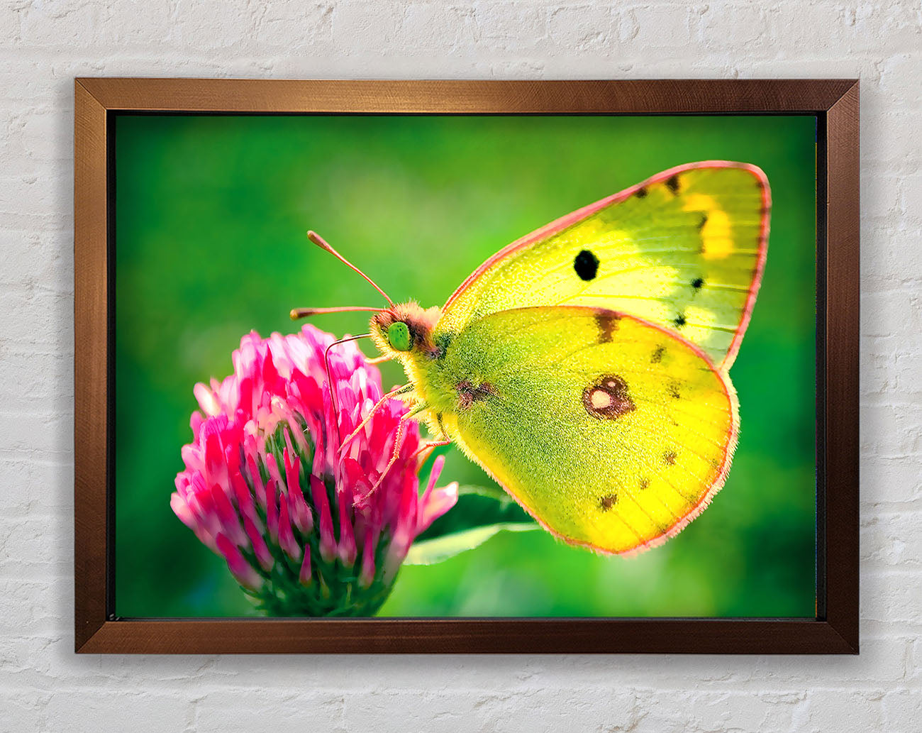 Colias Hyale Butterfly Framed Wall Art