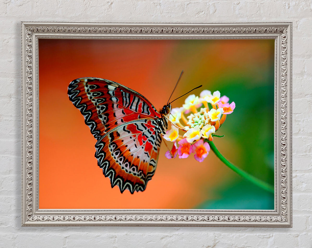 Colourful Butterfly Rests Framed Wall Art
