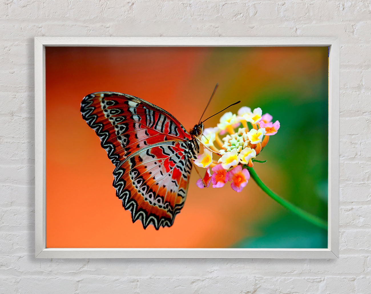 Colourful Butterfly Rests Framed Wall Art