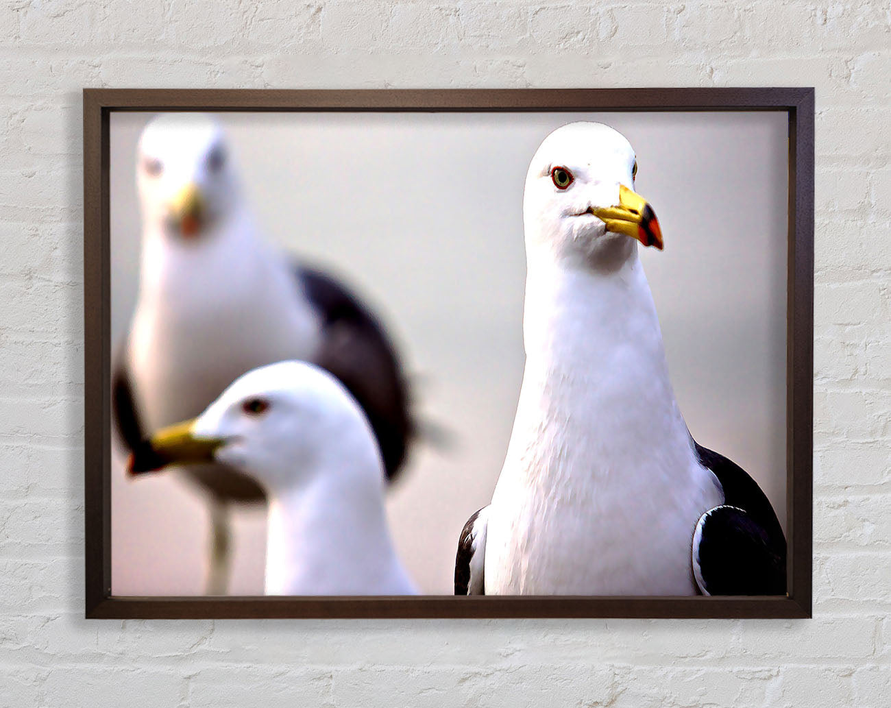 Curious Seagull Framed Wall Art
