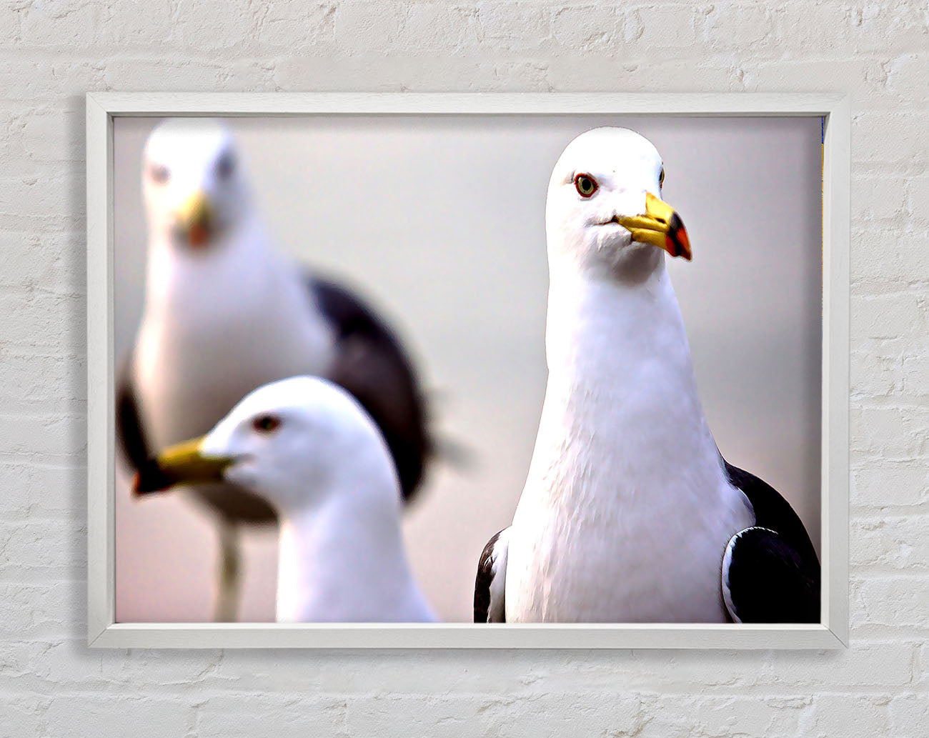 Curious Seagull Framed Wall Art