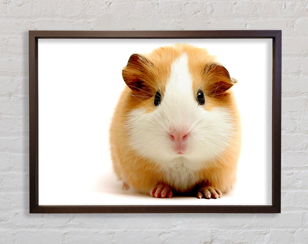 Cute Guinea Pig Framed Wall Art