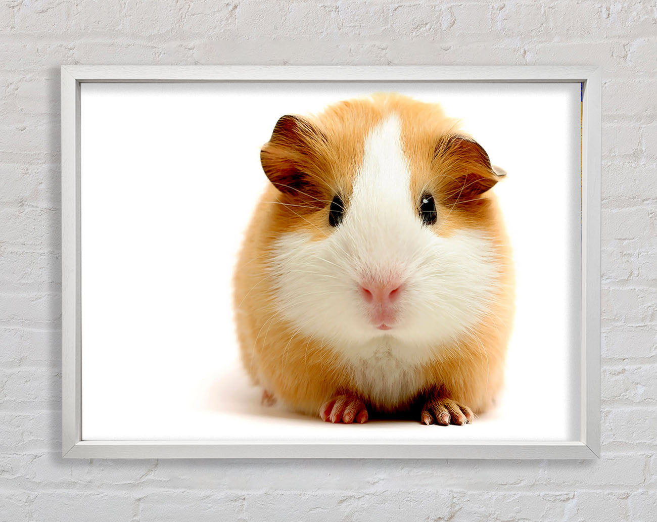 Cute Guinea Pig Framed Wall Art