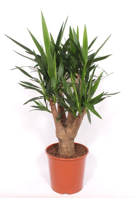 Yucca Elephantipes