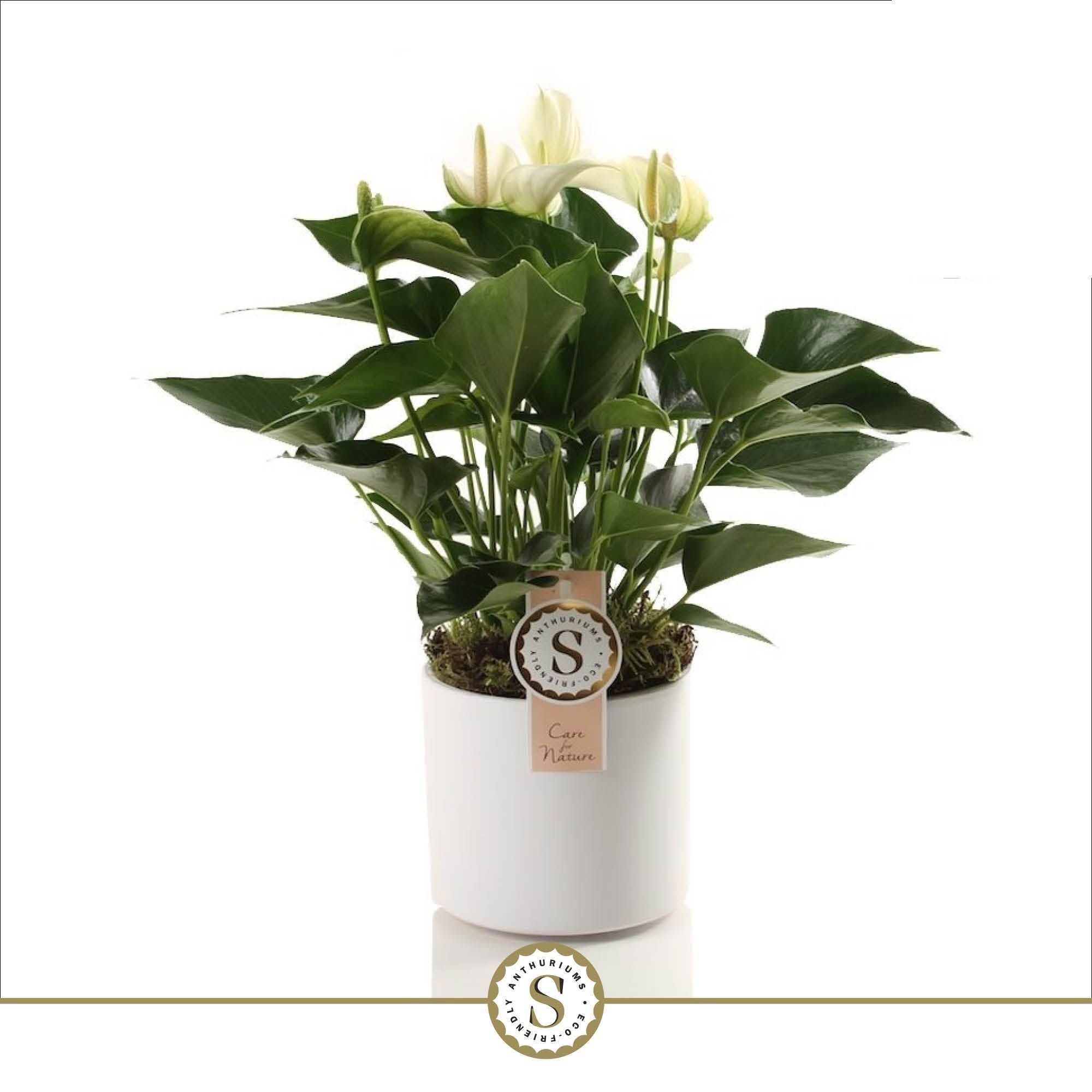 Anthurium St White Champion Keramiek Bari White