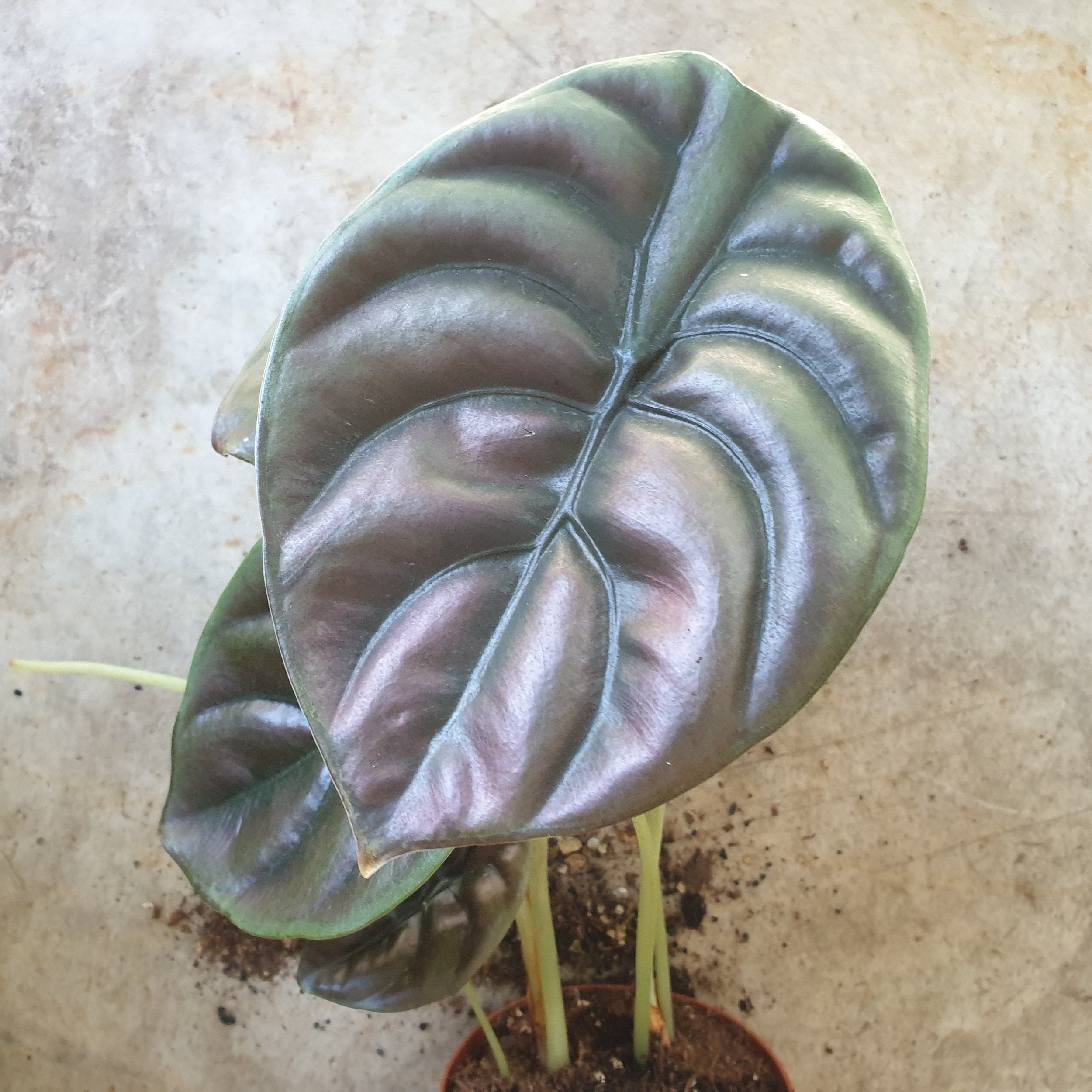 Alocasia cuprea 'Red secret'