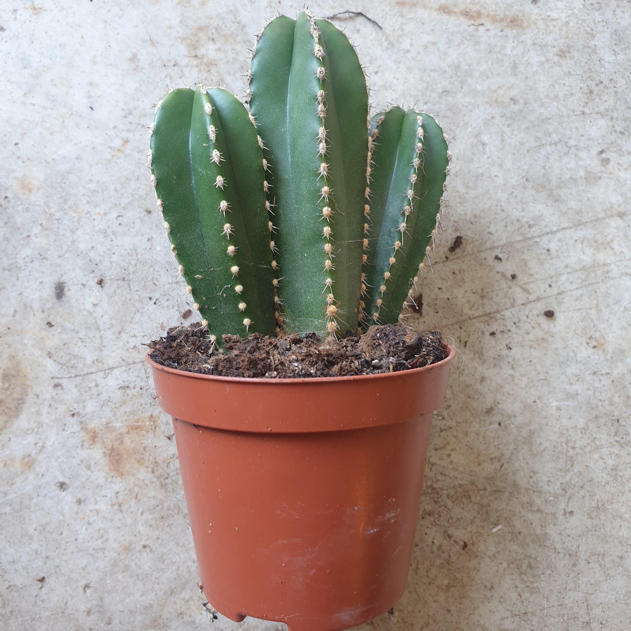 Marginatocereus marginatus (Mexican Fence Post Cactus)