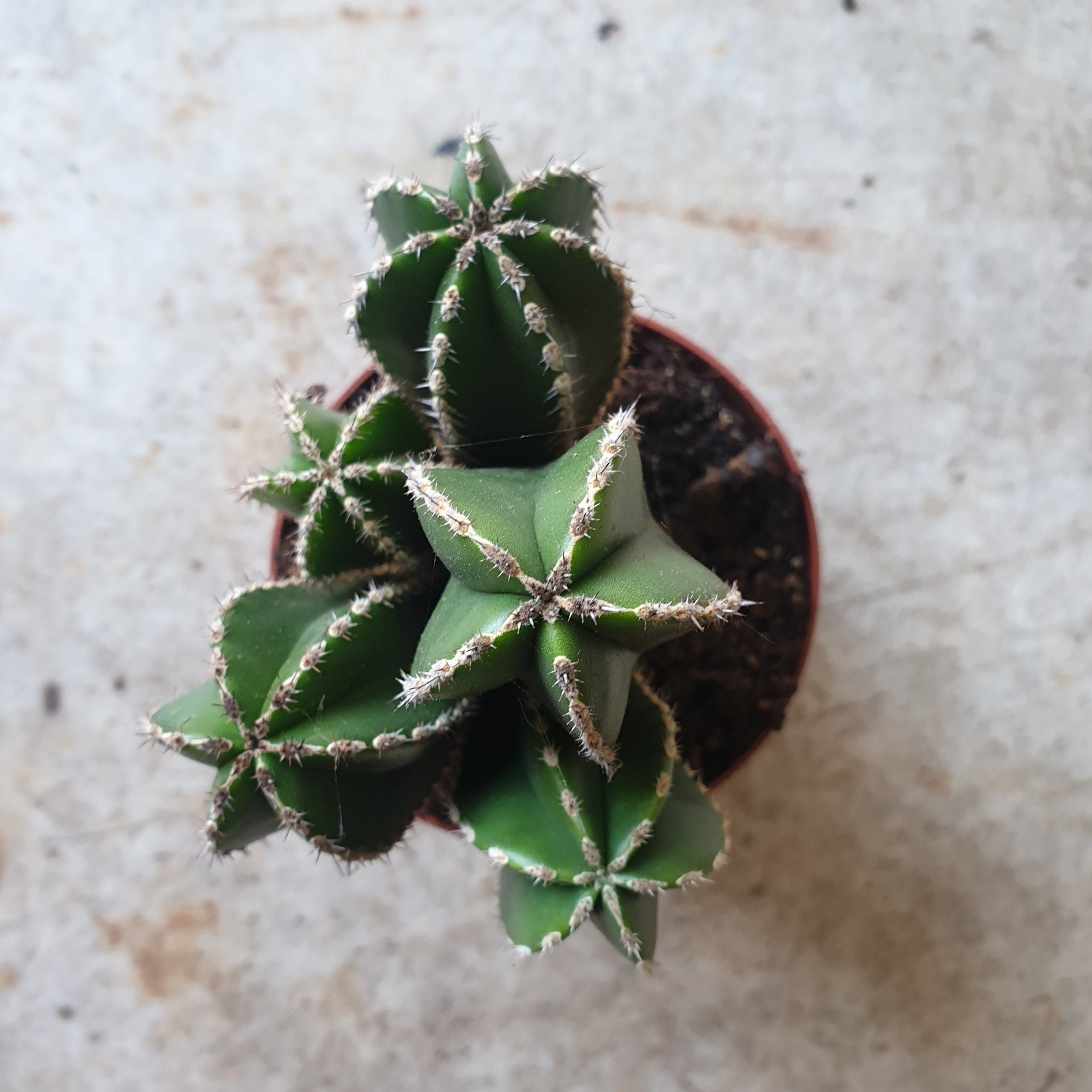 Marginatocereus marginatus (Mexican Fence Post Cactus)