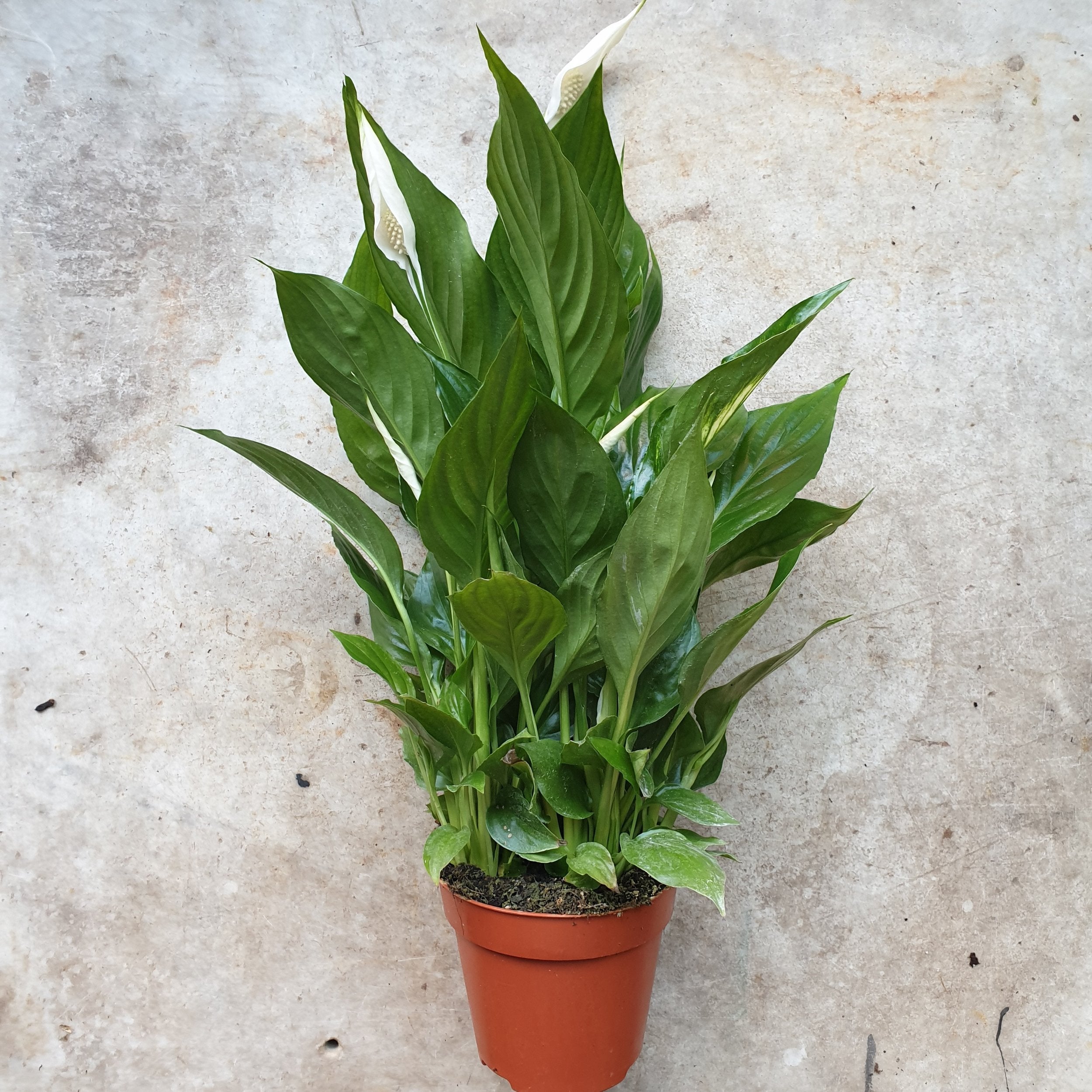 Spathiphyllum 'Pearl Cupido'- Peace lily