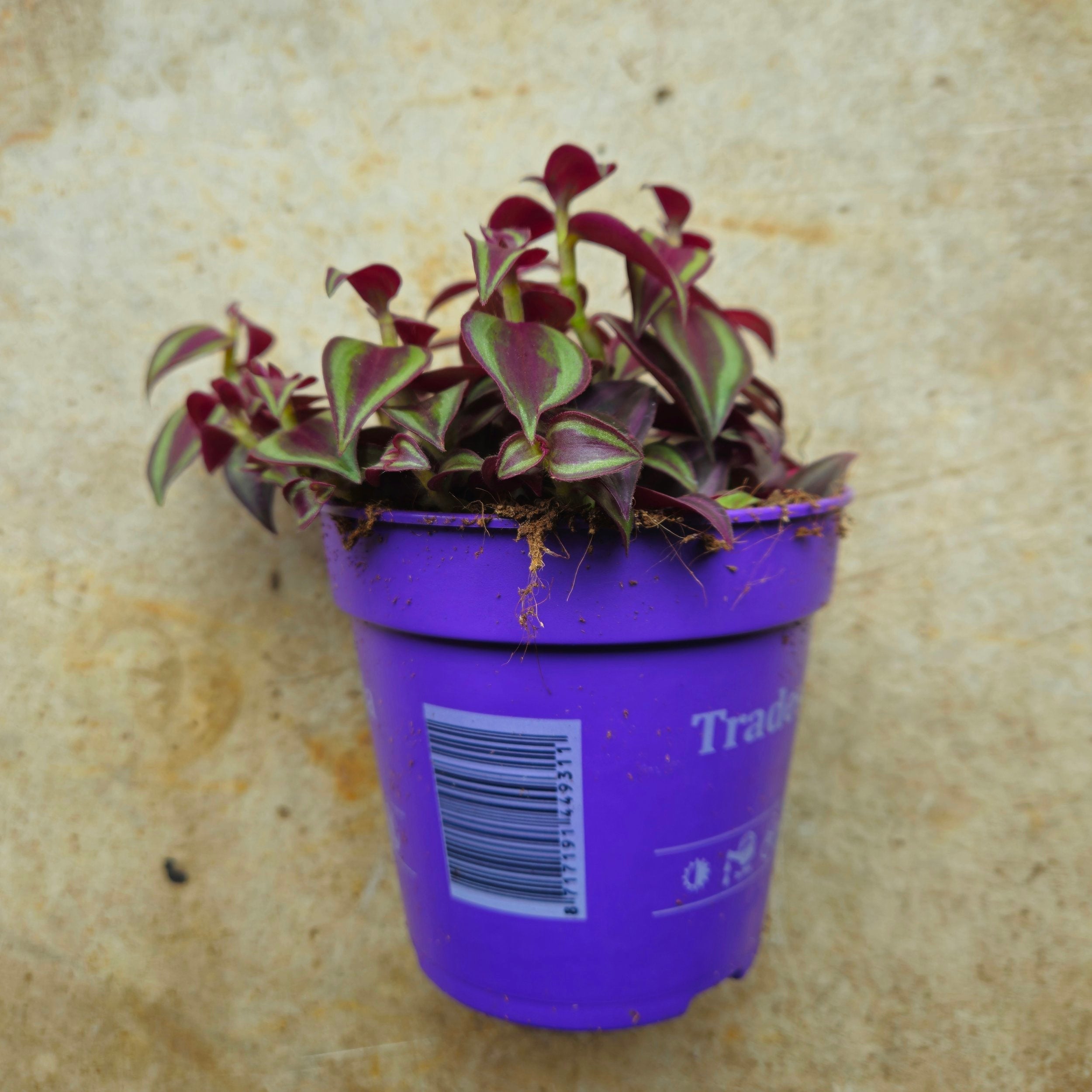 Tradescantia 'Purple Passion' (Inch plant/ Wandering Dude) Various sizes available