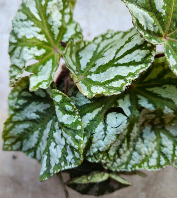 Begonia rex 'Tap dance'