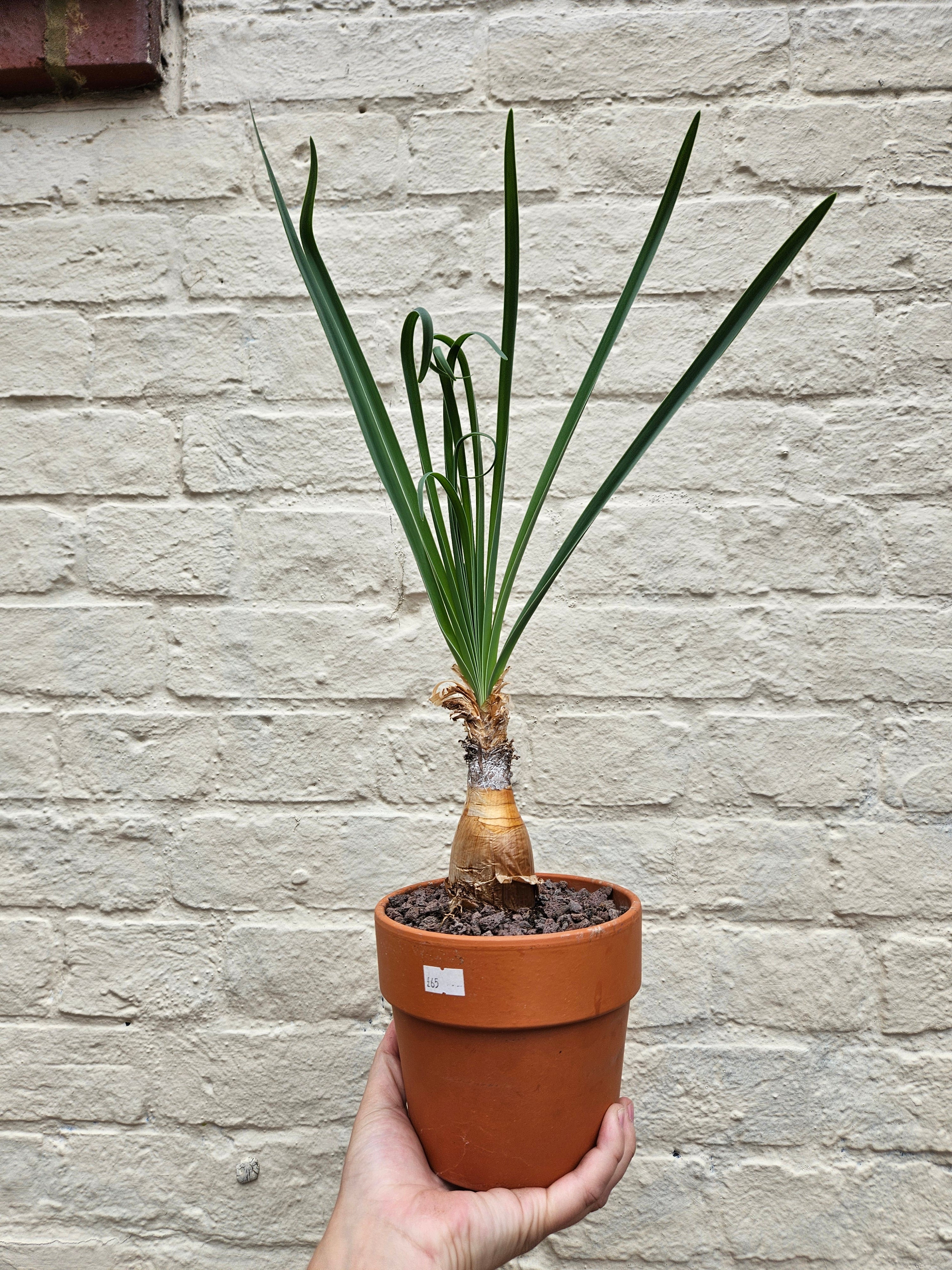 Boophane Disticha