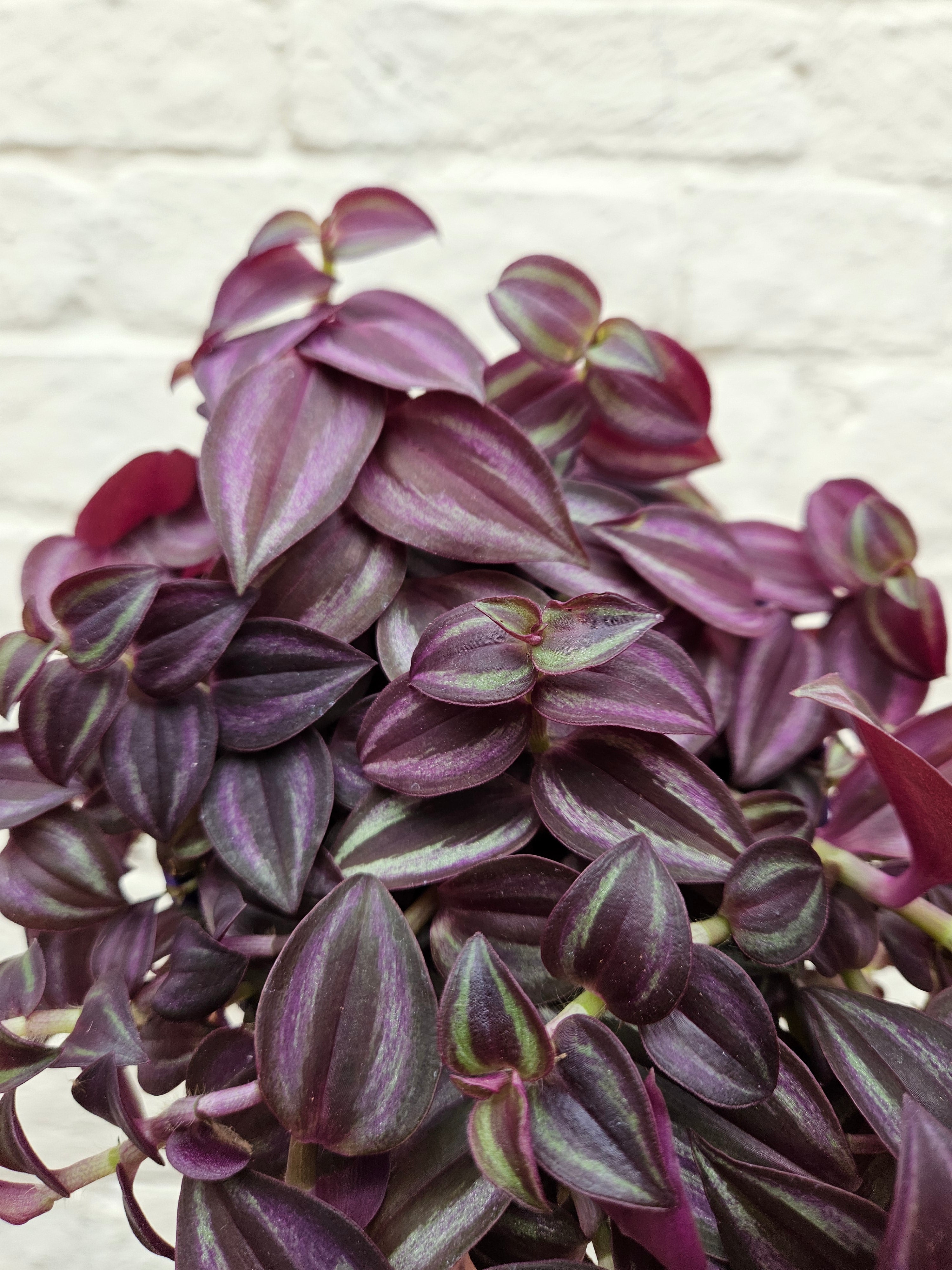 Tradescantia 'Purple Passion' (Inch plant/ Wandering Dude) Various sizes available