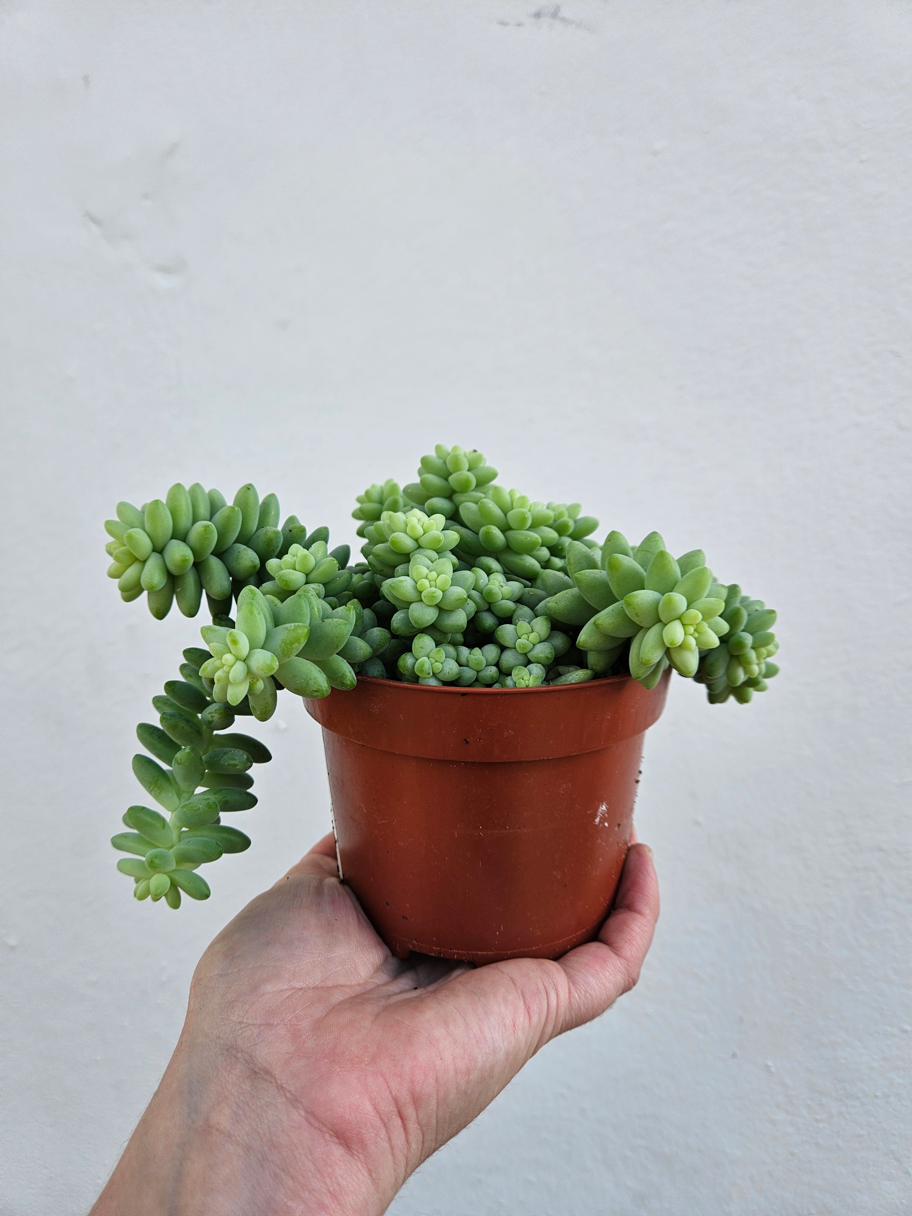 Sedum morganianum 'Burrito' (Donkey Tail)