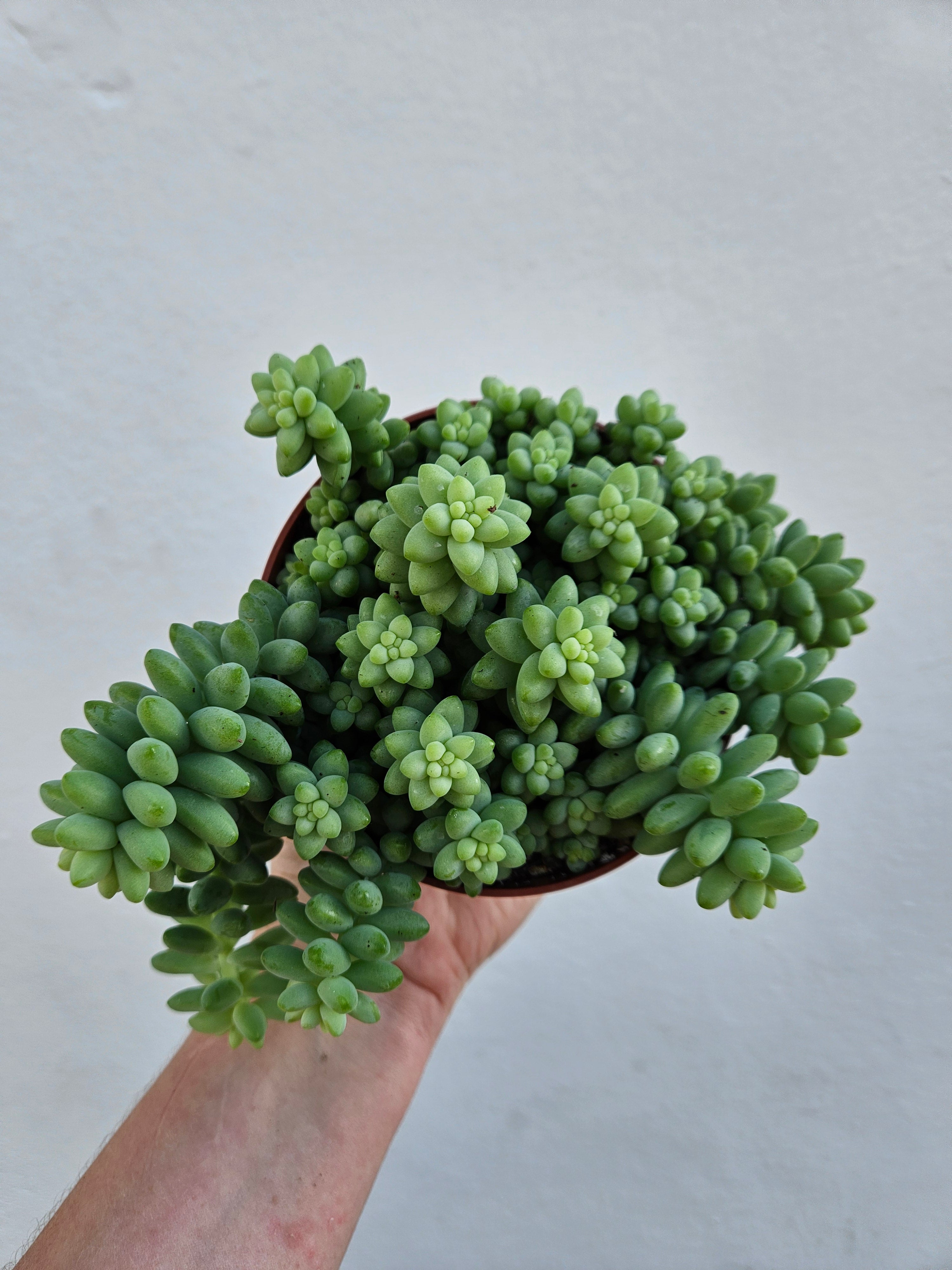 Sedum morganianum 'Burrito' (Donkey Tail)